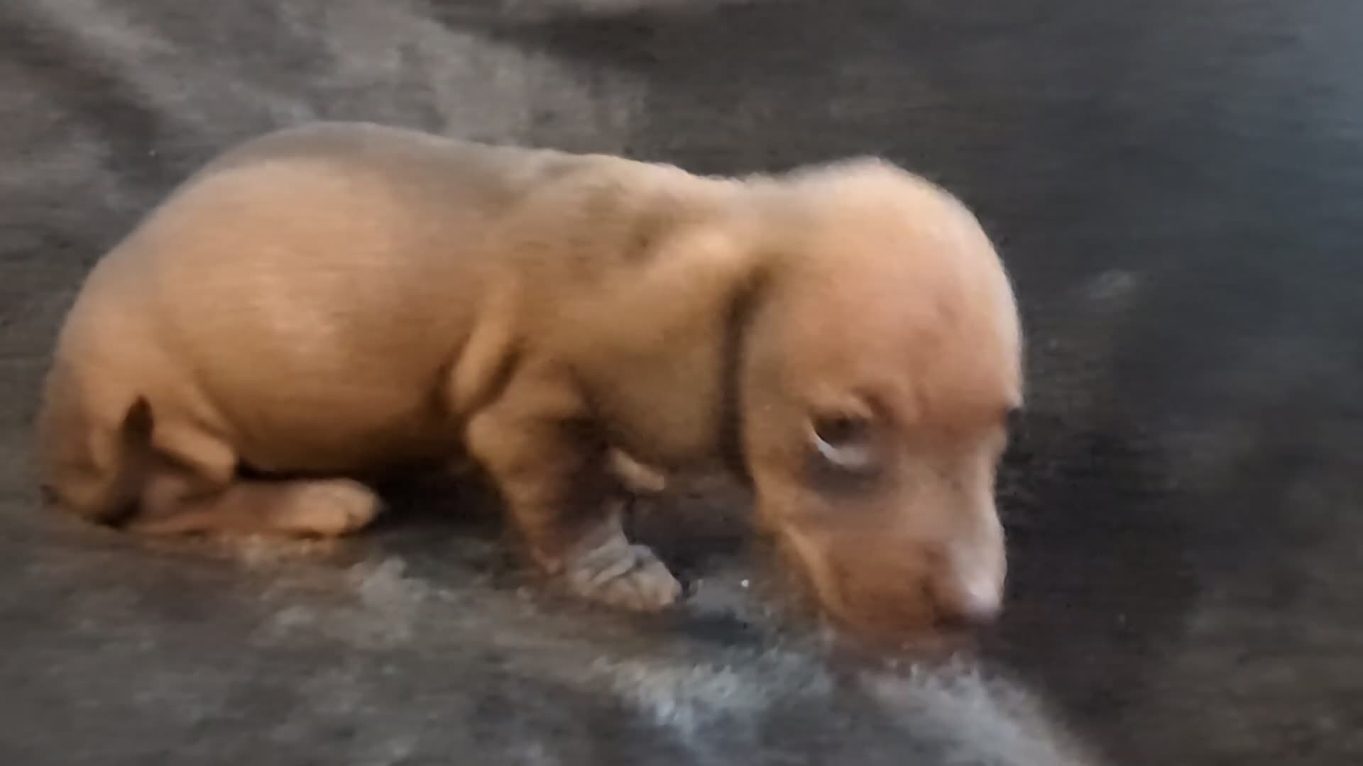 Miniature Dachshund dogs for sale: Beautiful Miniature Dashound Puppies For Sale - Video 1