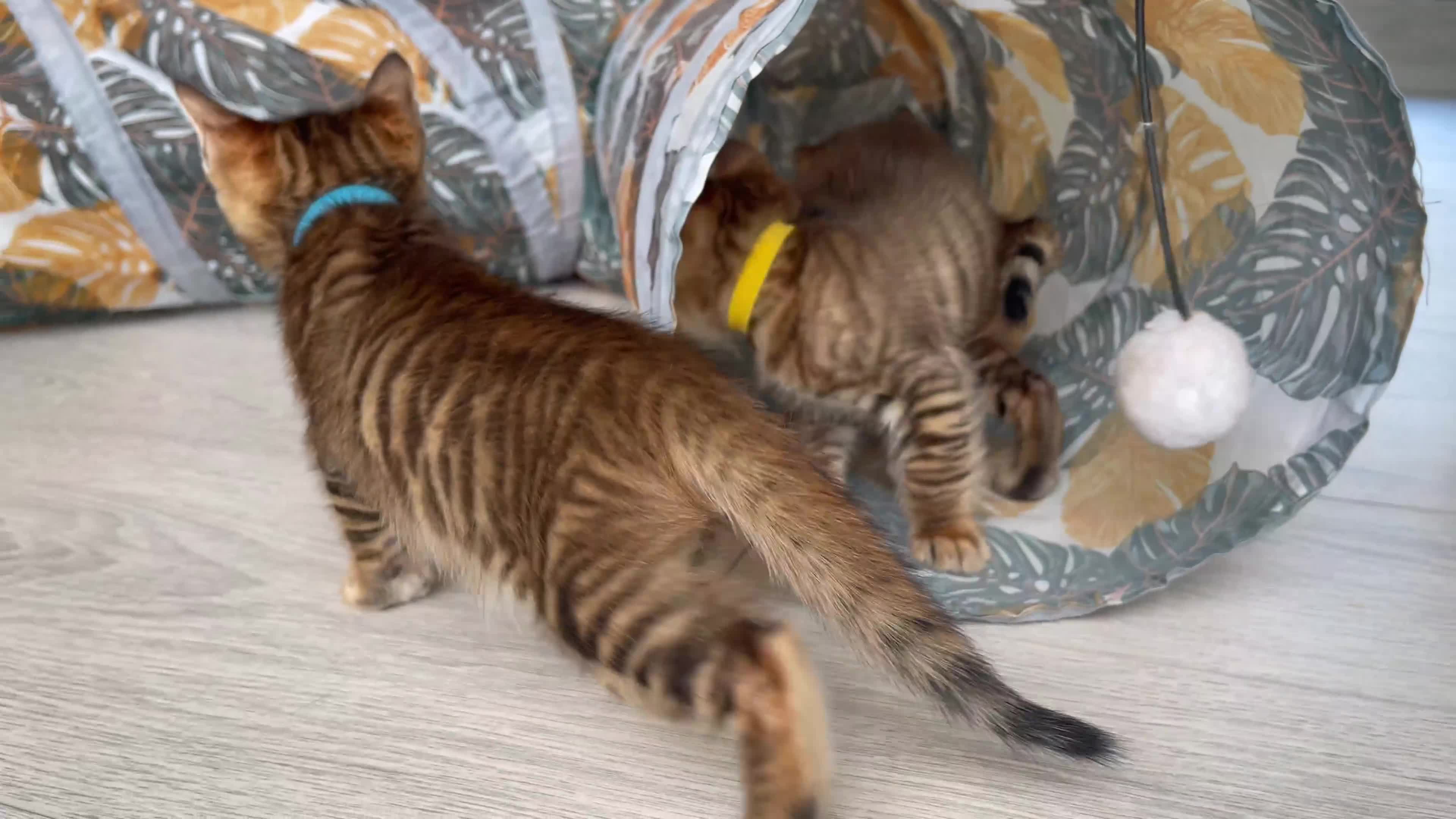 Toyger cats for sale: Full Pedigree Toyger Kittens Last Litter of 2025 - Video 4