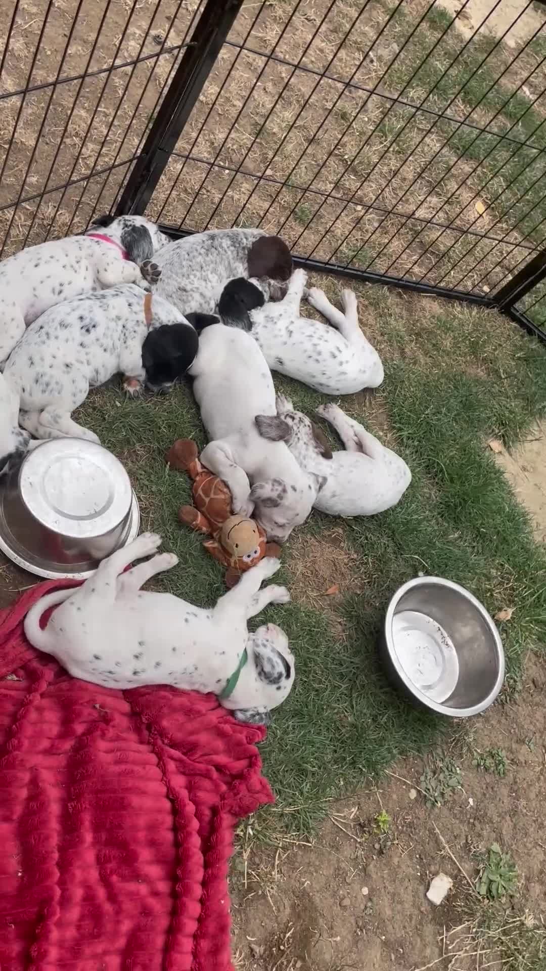 Mixed Breed dogs for sale:  Dalmaspoodles! Dalmation X springer/poodle pups - Video 1