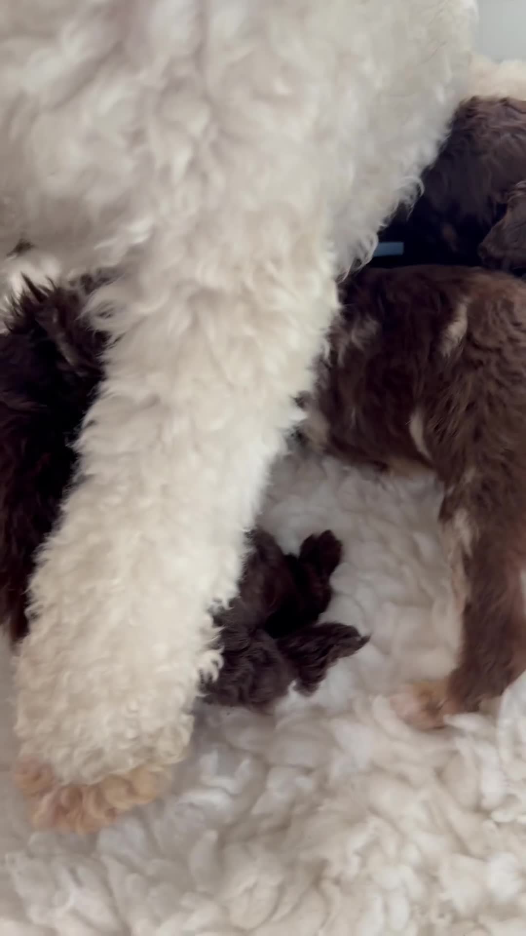 Toy Poodle dogs for sale: E ** tensively health tested toy poodles  in Romford - Video 2