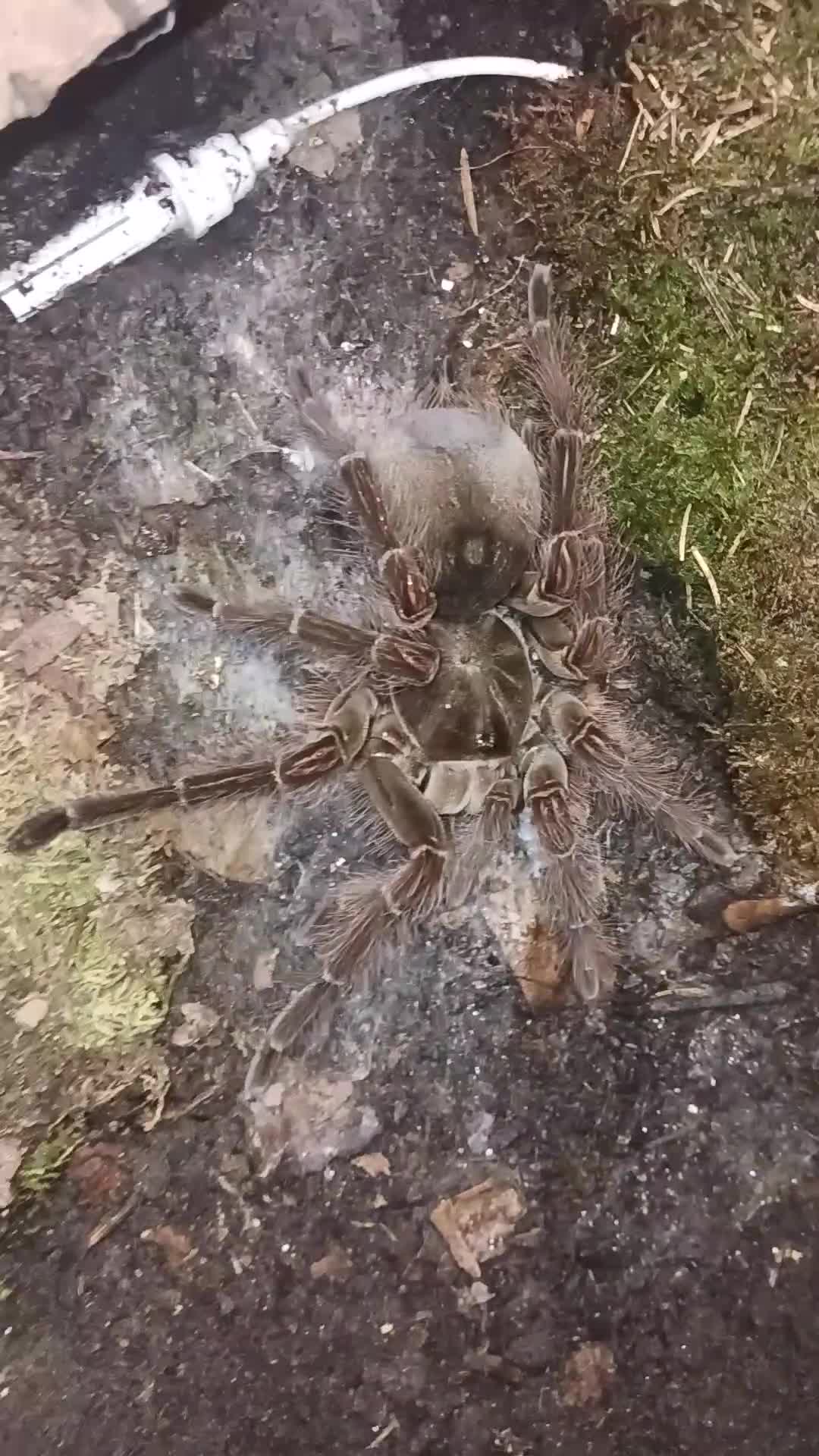 Tarantulas invertebrates for sale: T blondi adult female - Video 1