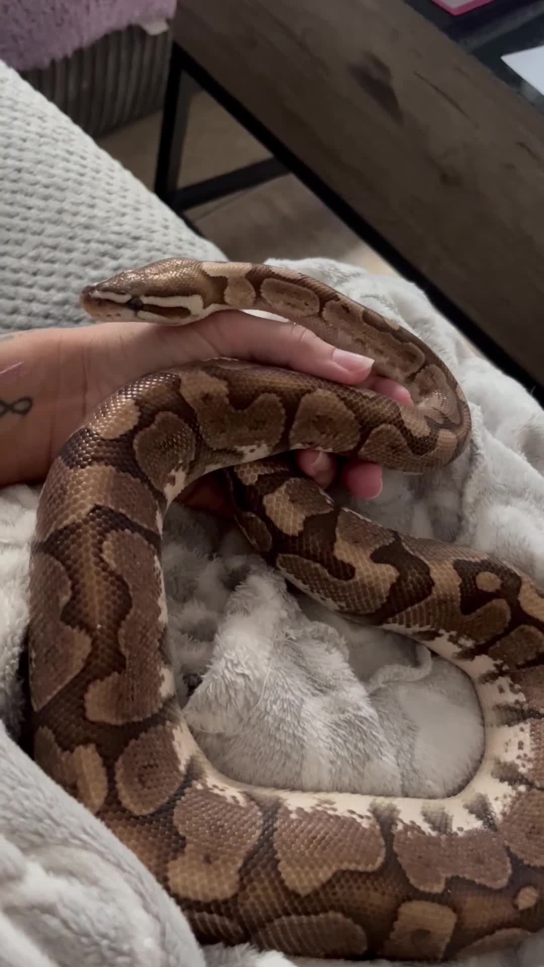 Python Snake reptiles for sale: 2 year old banana ball python  - Video 1