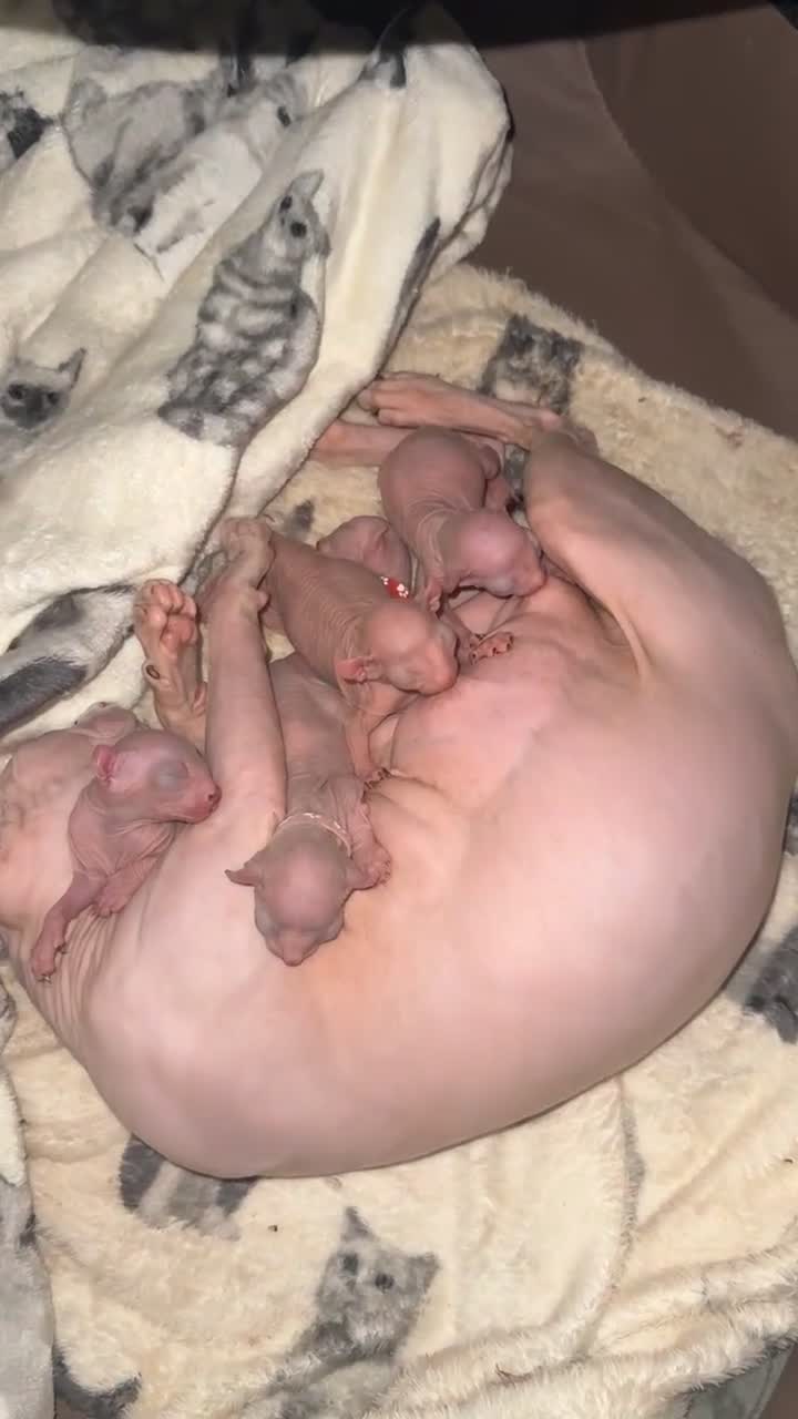 Sphynx cats for sale: Elf Sphynx kittenss - Video 3