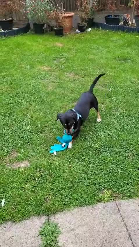 Mixed Breed dogs for adoption: 💖🐶 TASHA 🐶💖 - Video 2