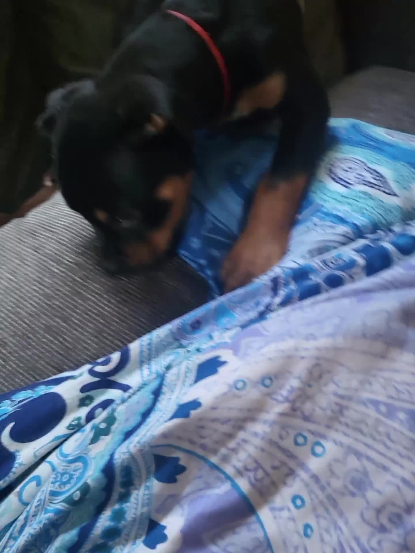 Mixed Breed dogs for sale: Beautiful Ridgeback Staffy x Rottweiler Puppies - Video 1