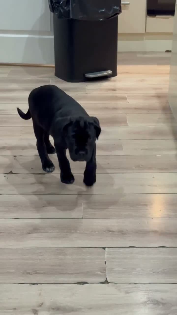Cane Corso dogs for sale: CANE CORSO CHAMPION BLOODLINE PEDIGREE PUPPIES  - Video 2