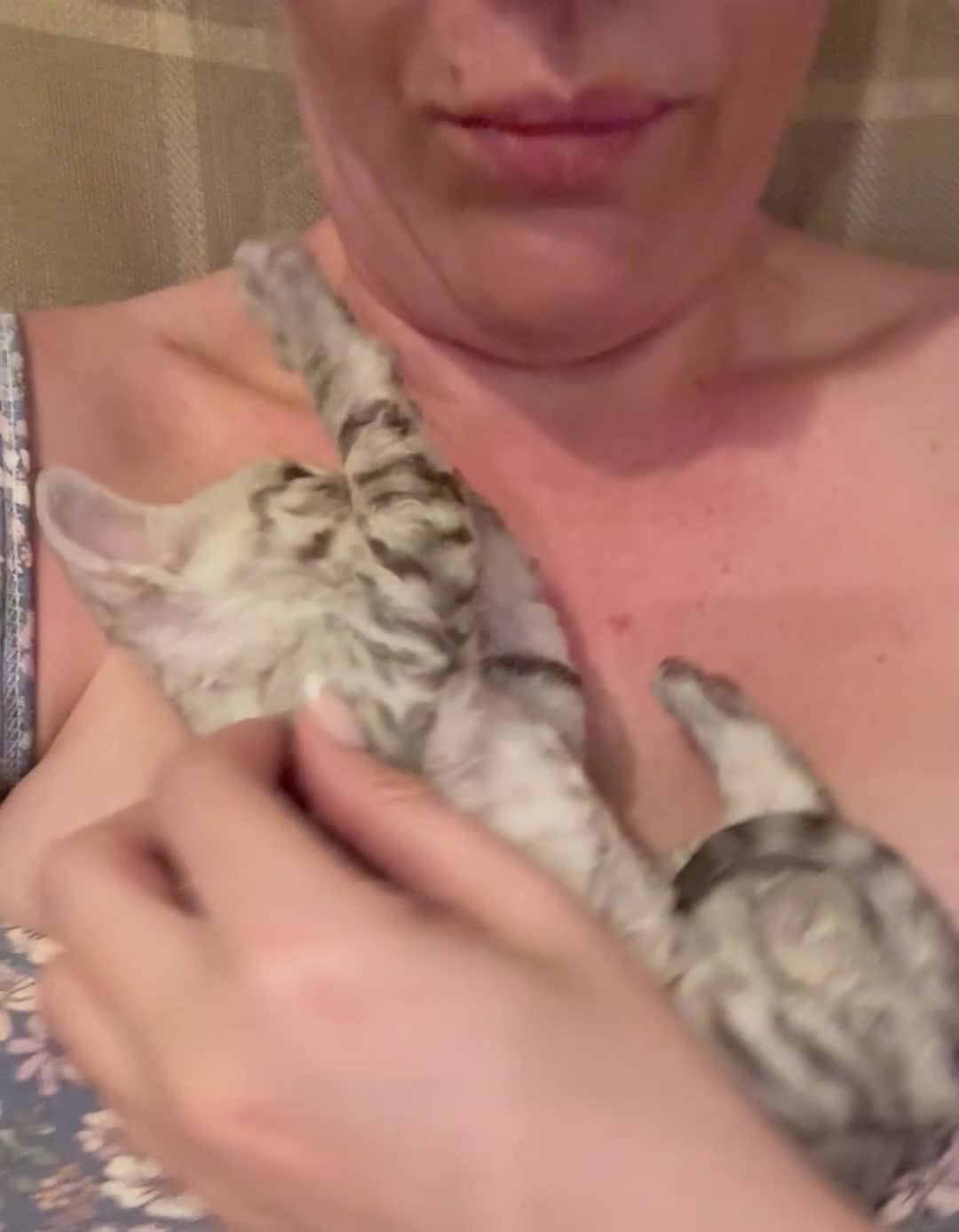 Devon Rex cats for sale: Beautiful GCCF Registered Devon Rex Kittens 🩷 - Video 1