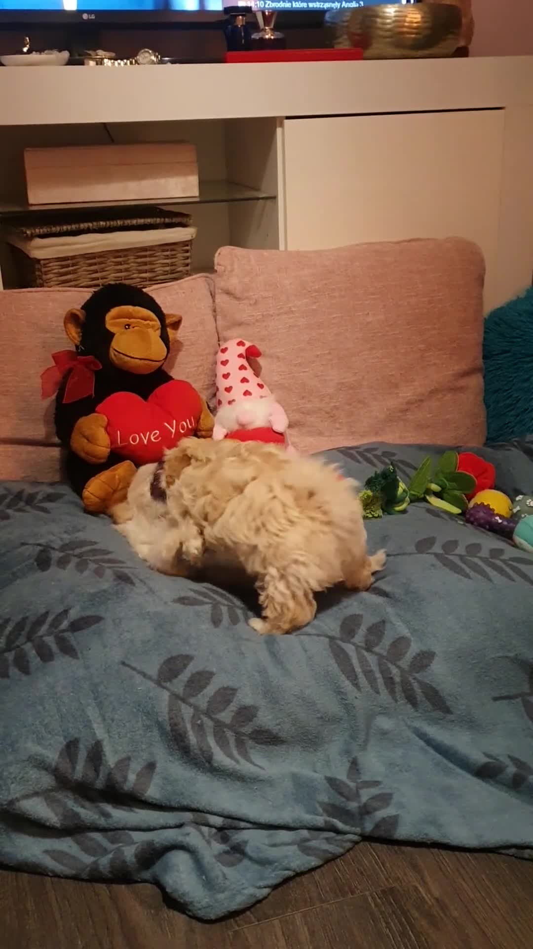 Maltipoo dogs for sale: ❤️MALTIPOO PUPPIES❤️ONLY GIRL LEFT❤️ - Video 2