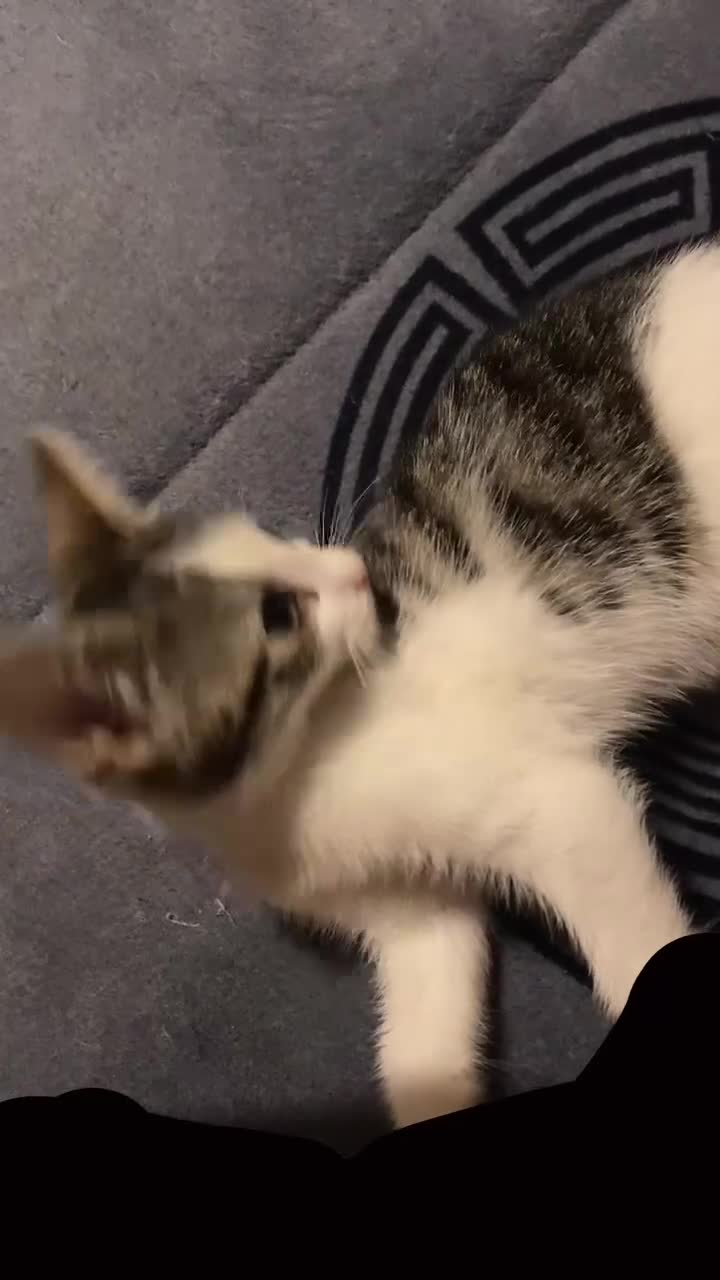 Mixed Breed cats for sale: Kittens  in London - Video 1