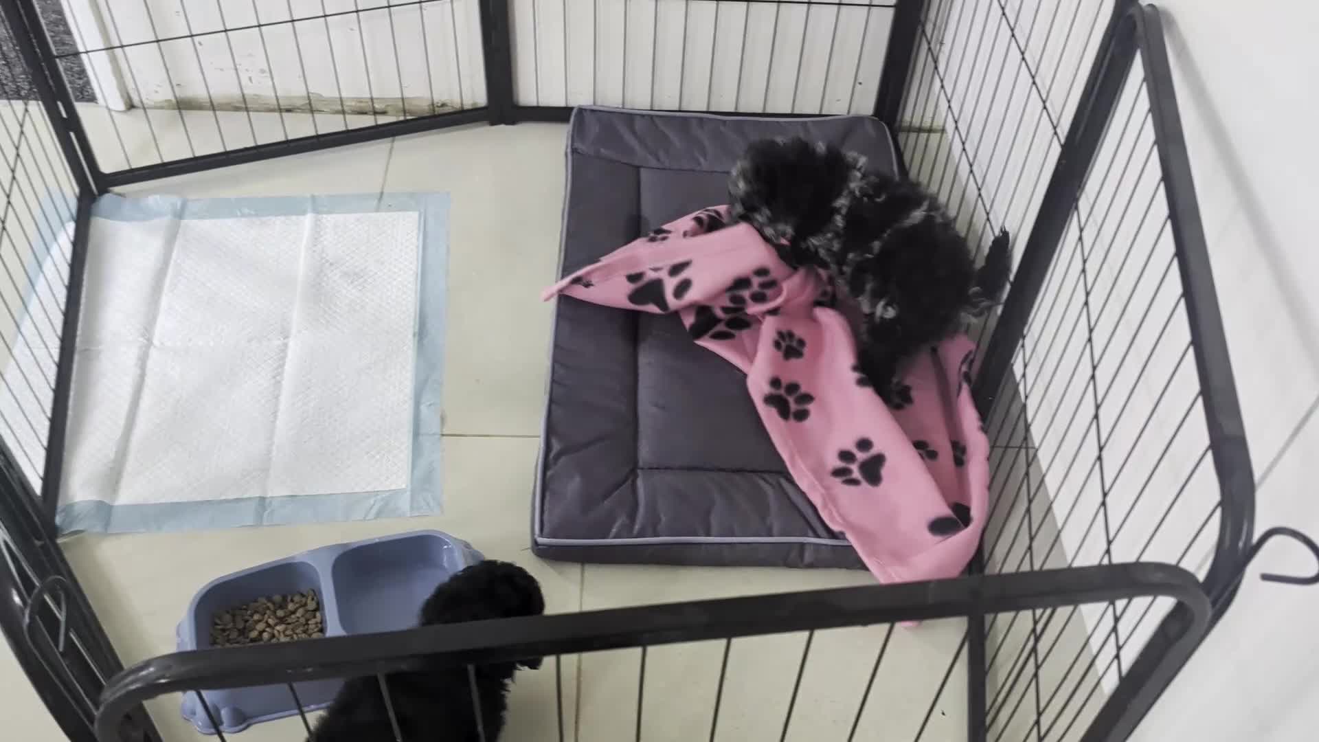 Cockapoo dogs for sale: cockerpoo girl pup's  - Video 3