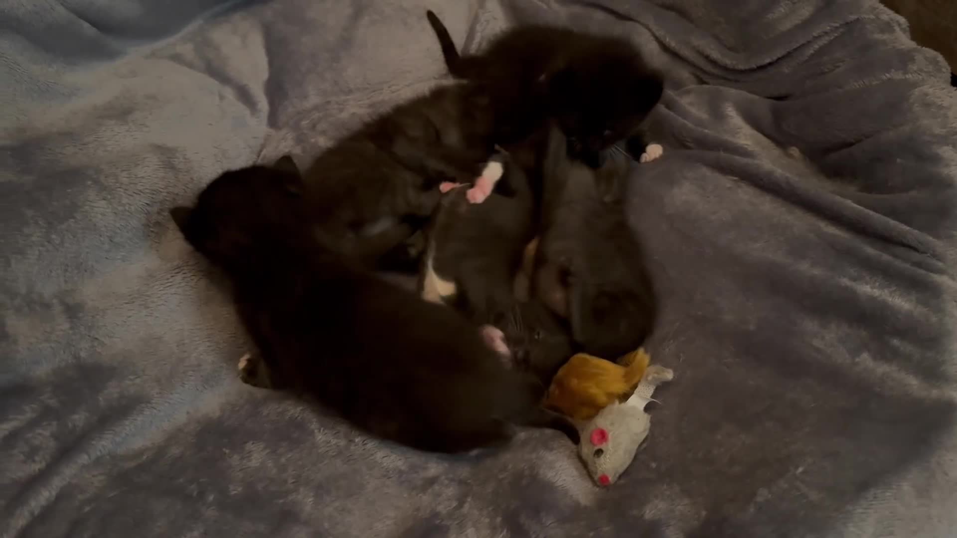 Mixed Breed cats for sale: Ragdoll × British Shorthair Kittens - Video 1