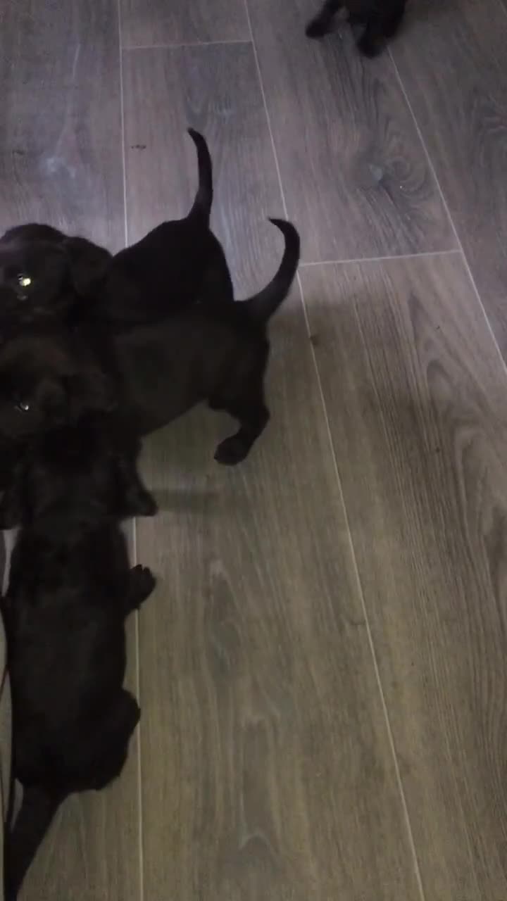 Mixed Breed dogs for sale: 8 cocker spaniel mixed breed puppy's  - Video 1