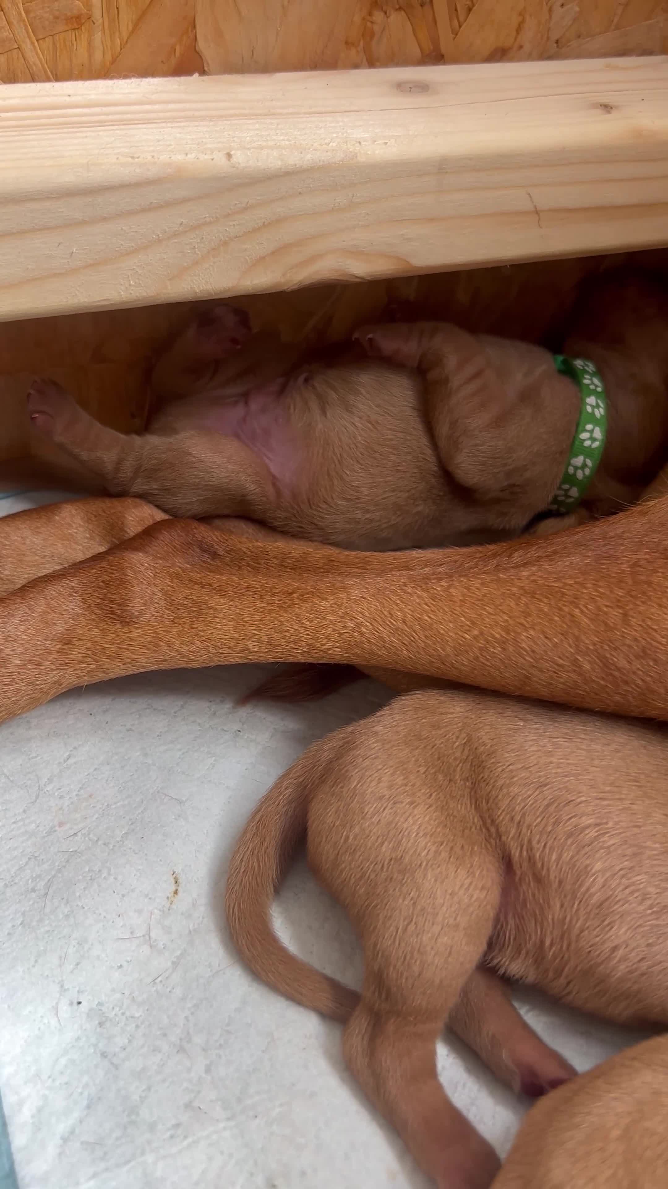 Hungarian Vizsla dogs for sale: 5 handsome hungarian vizsla puppies for sale - Video 5
