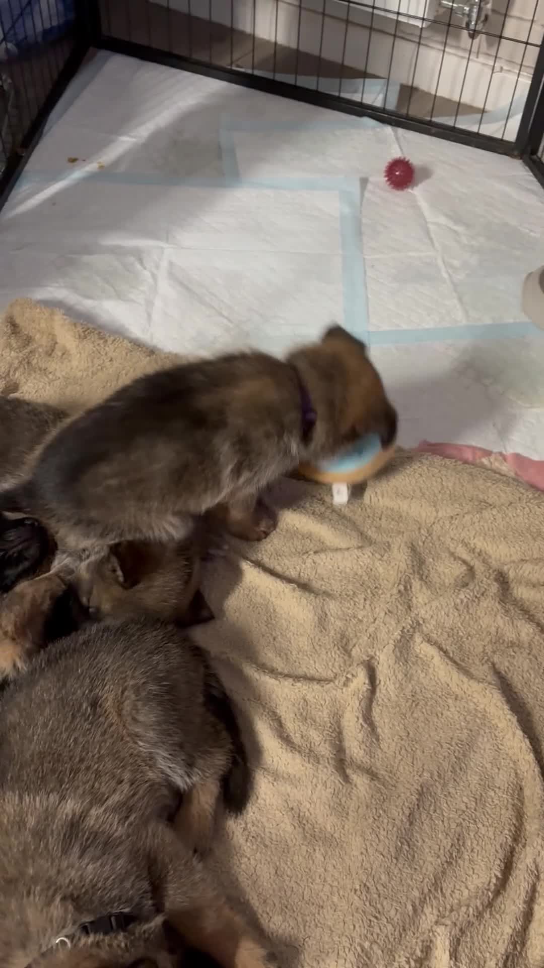 Mixed Breed dogs for sale: Belgian malinois x German Shepherd puppies  - Video 2