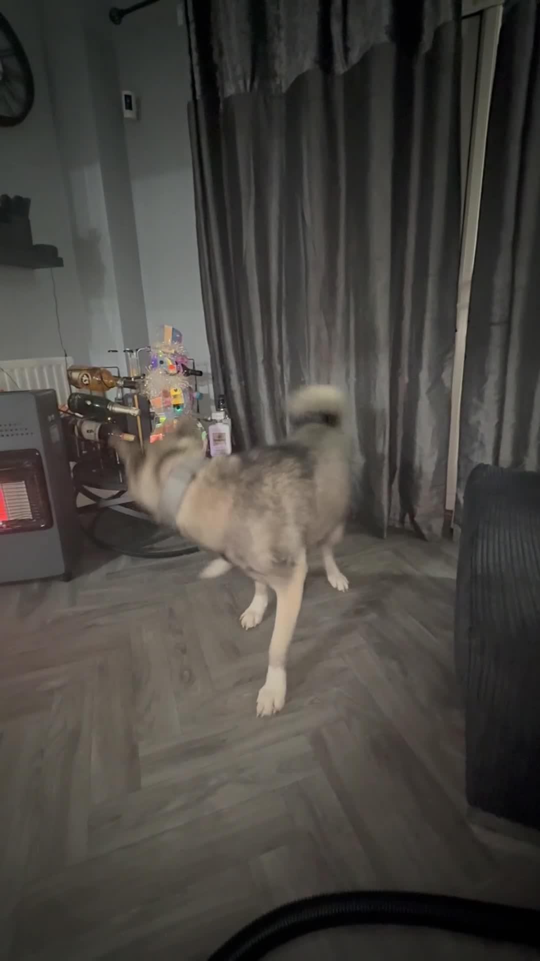 Akita dogs for sale:  Loving Home Needed for My Beautiful Girl  - Video 1