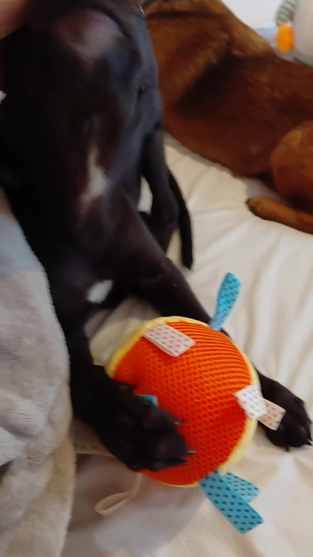 Mixed Breed dogs for sale: 10 week male italian greyhound puppy - Video 1