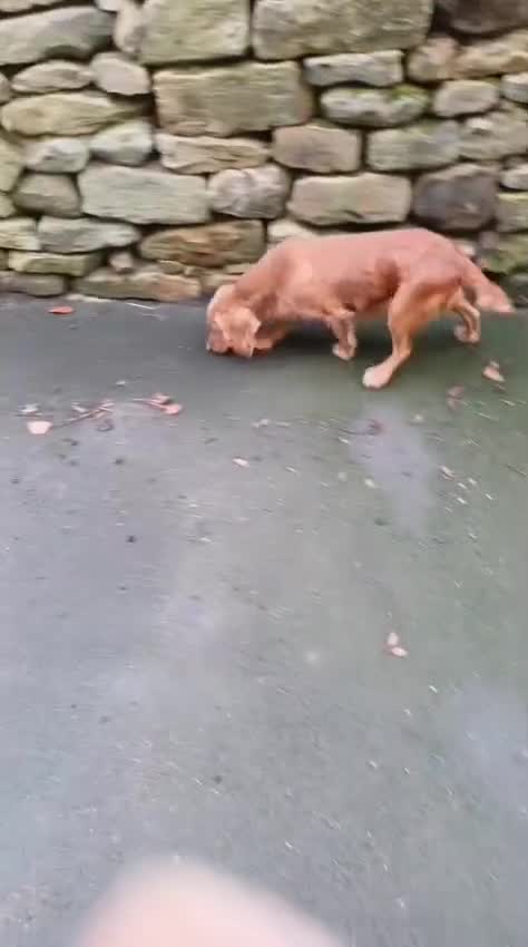 Cocker Spaniel dogs for sale: KC registered health tested adult bitch  - Video 1