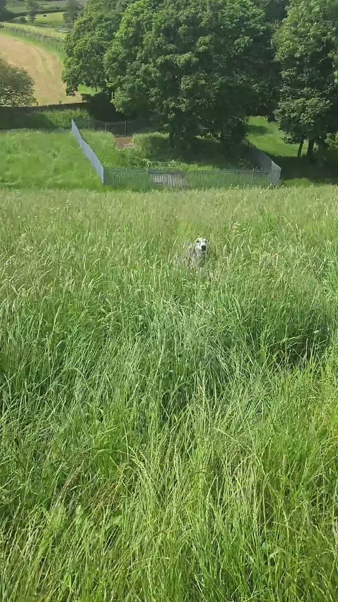 Saluki dogs for sale: Saluki boy  - Video 2