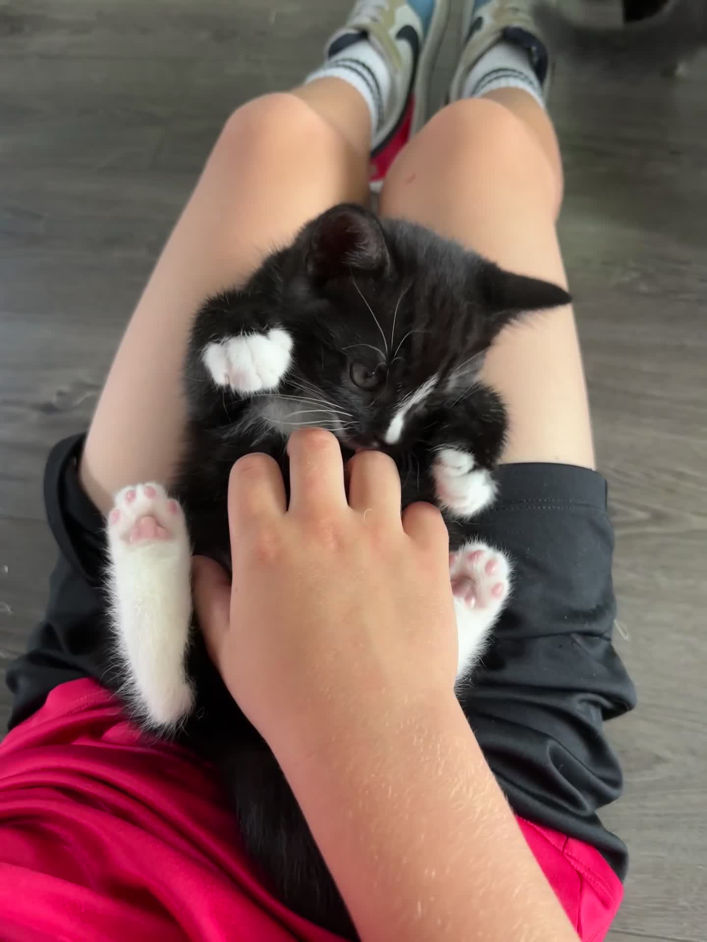 Scottish Fold cats for sale: Scottish fold cross - Video 1