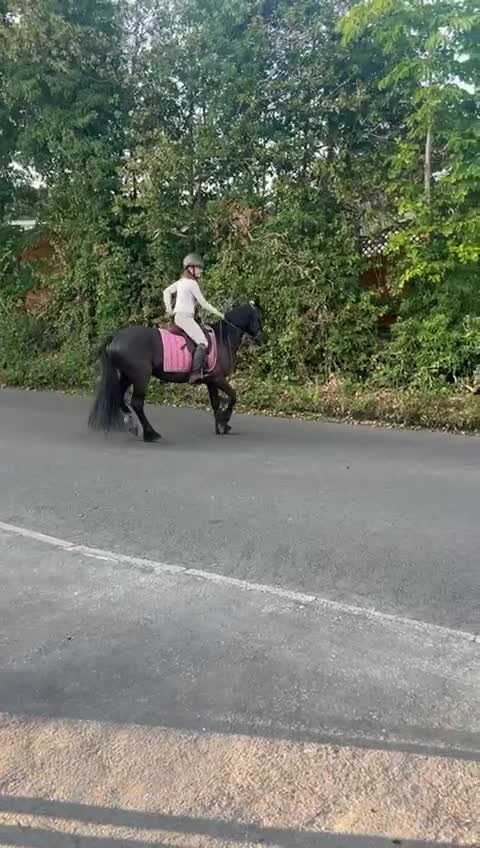 Welsh Section D horses for sale: Welsh section D gelding STAR for sale bay 13.2h - Video 4