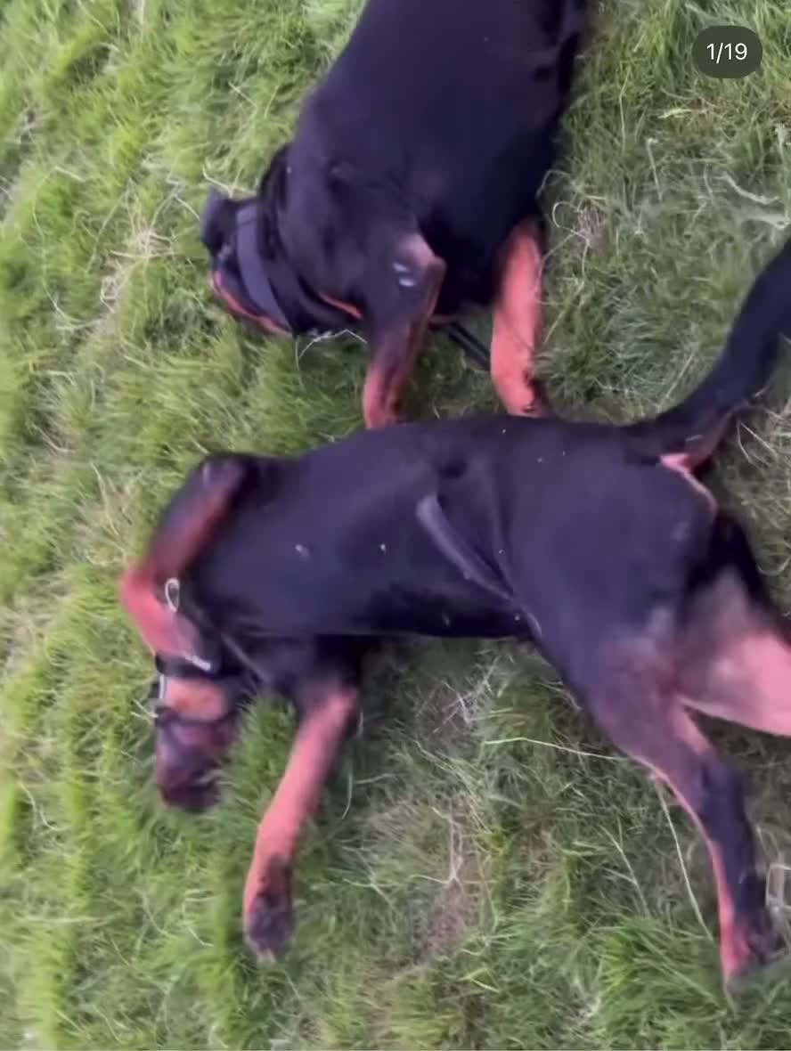 Rottweiler dogs for sale: Purebred Rottweiler Puppy – Ready for Loving Home - Video 1