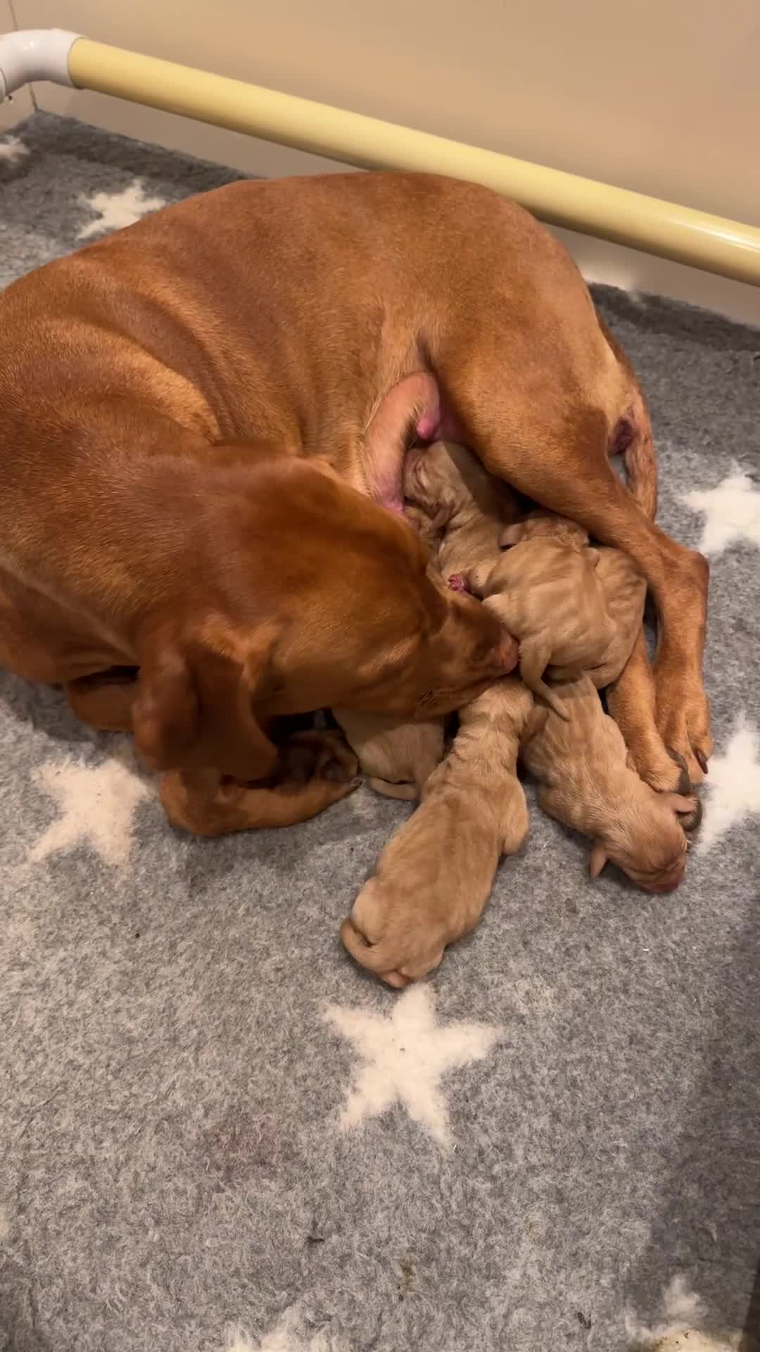 Hungarian Vizsla dogs for sale: Stunning Hungarian Vizsla Pups - Video 1