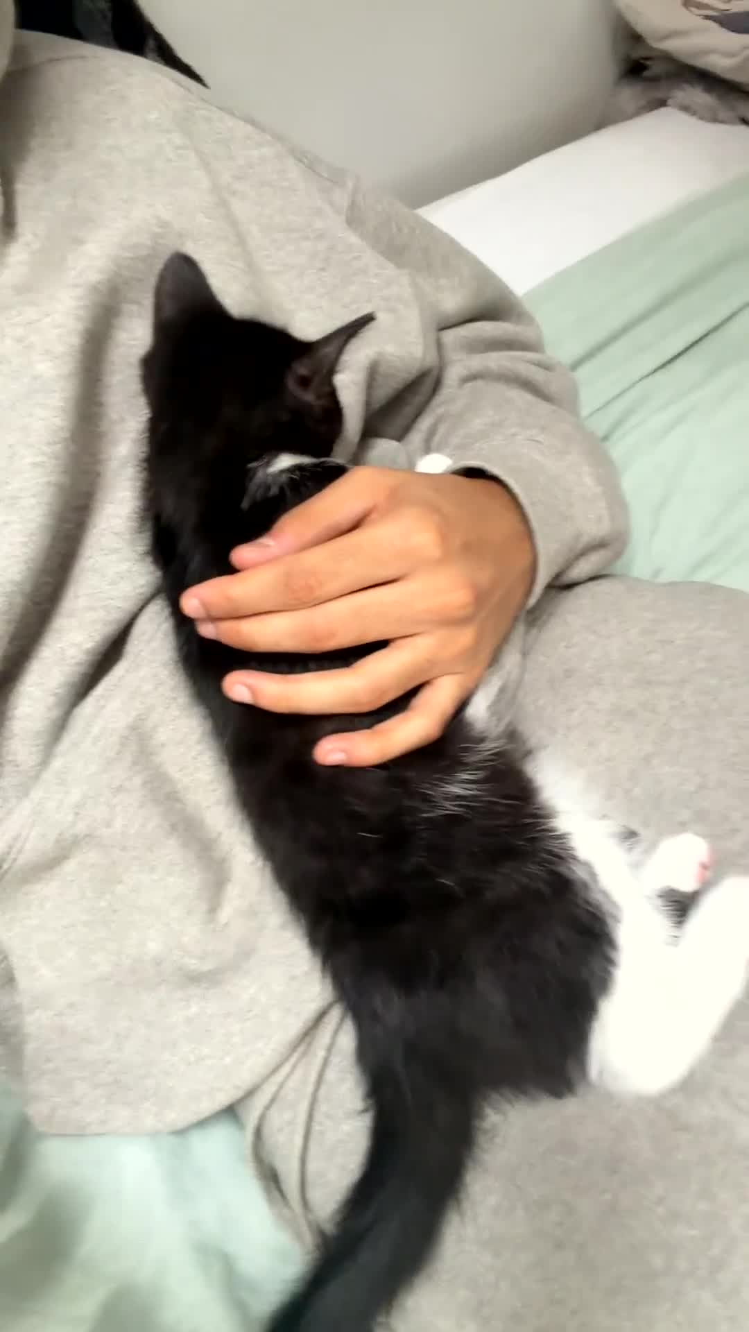 British Shorthair cats for sale: Beautiful tuxedo boy ready to go  - Video 1