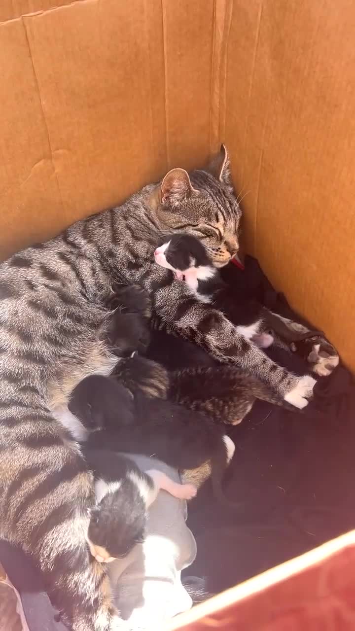 Mixed Breed cats for sale: Cute Kittens for Sale!!! in Luton - Video 1