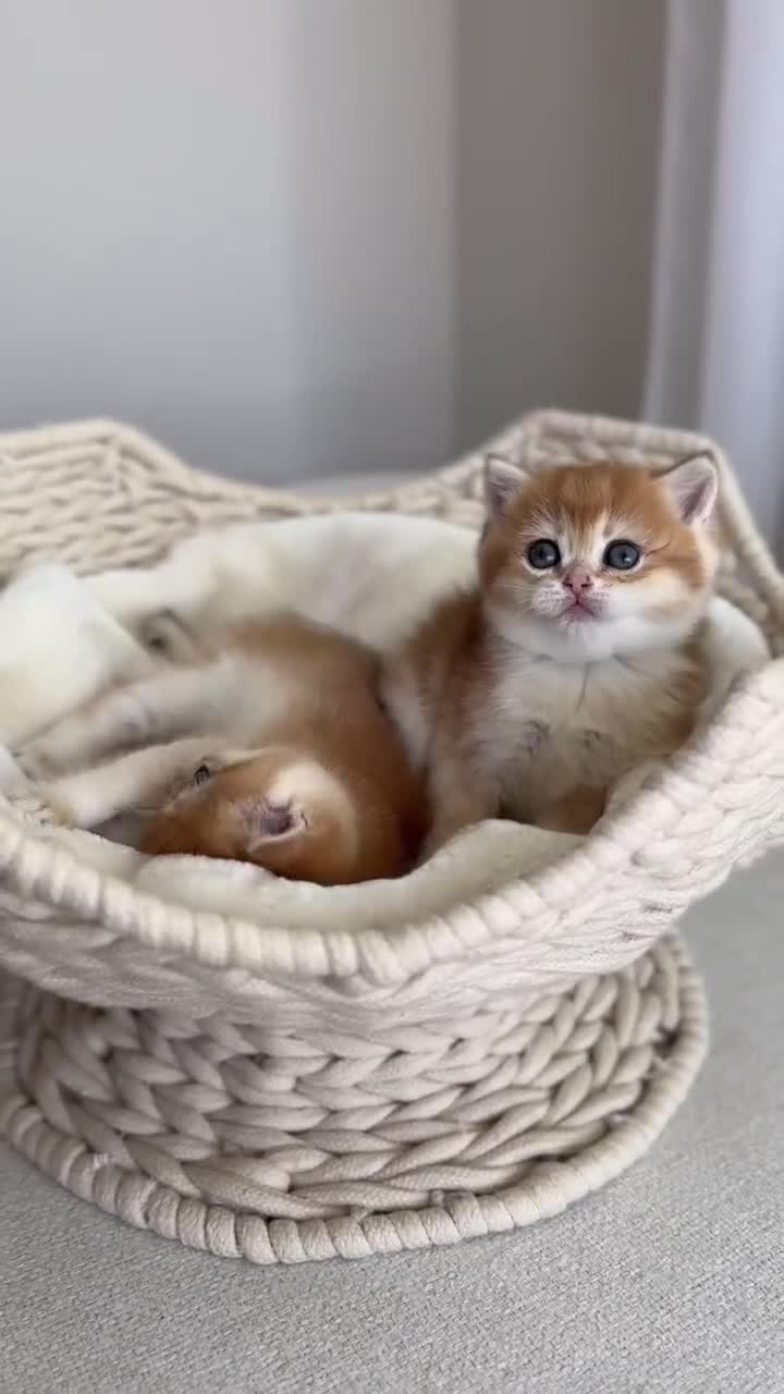 British Shorthair cats for sale: Golden British Shorthair kitten  in Maidstone - Video 5