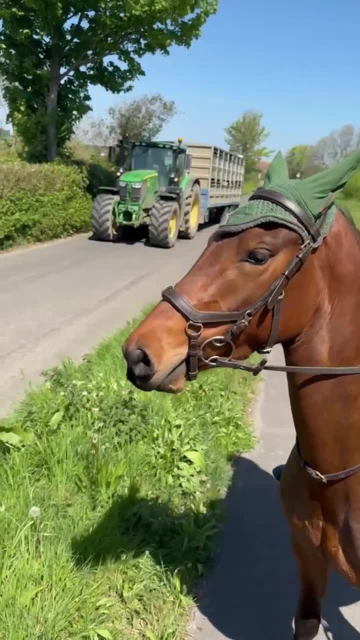 Welsh Section D horses for sale: Beautiful Welsh partbred mare  - Video 1