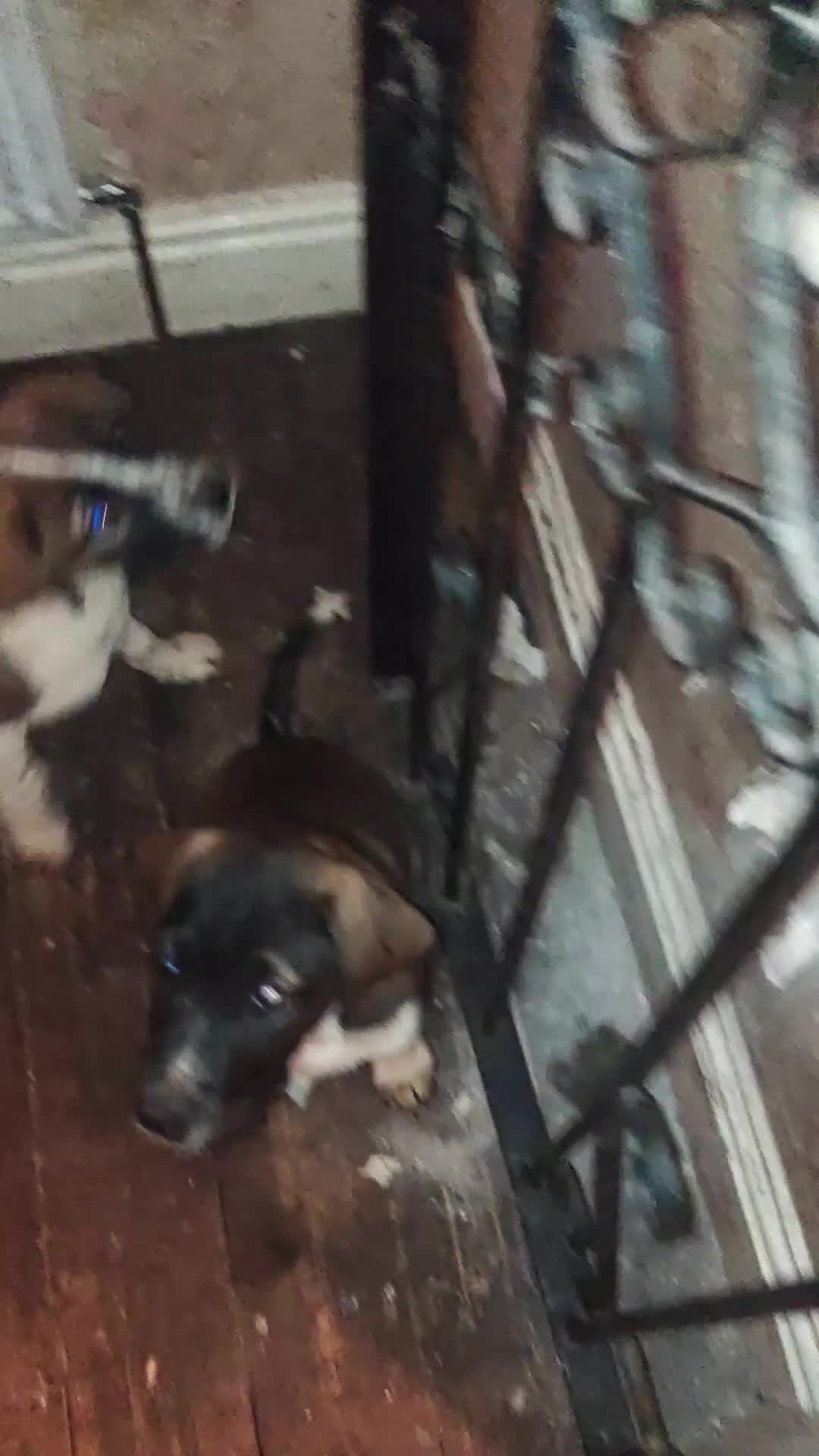 Mixed Breed dogs for sale: Belgium malinoi cross Caucasian sheperd  - Video 4