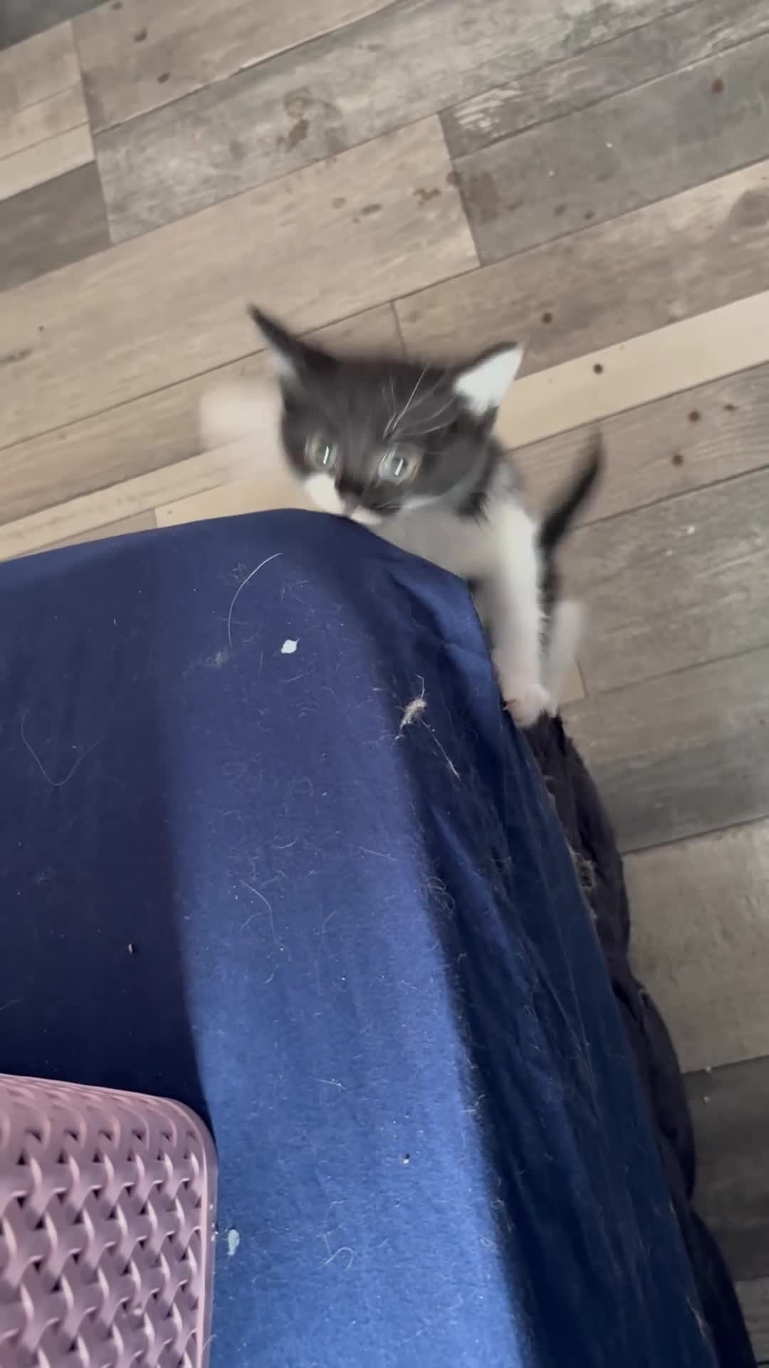 Mixed Breed cats for sale: Black and white long hair cross - Video 1