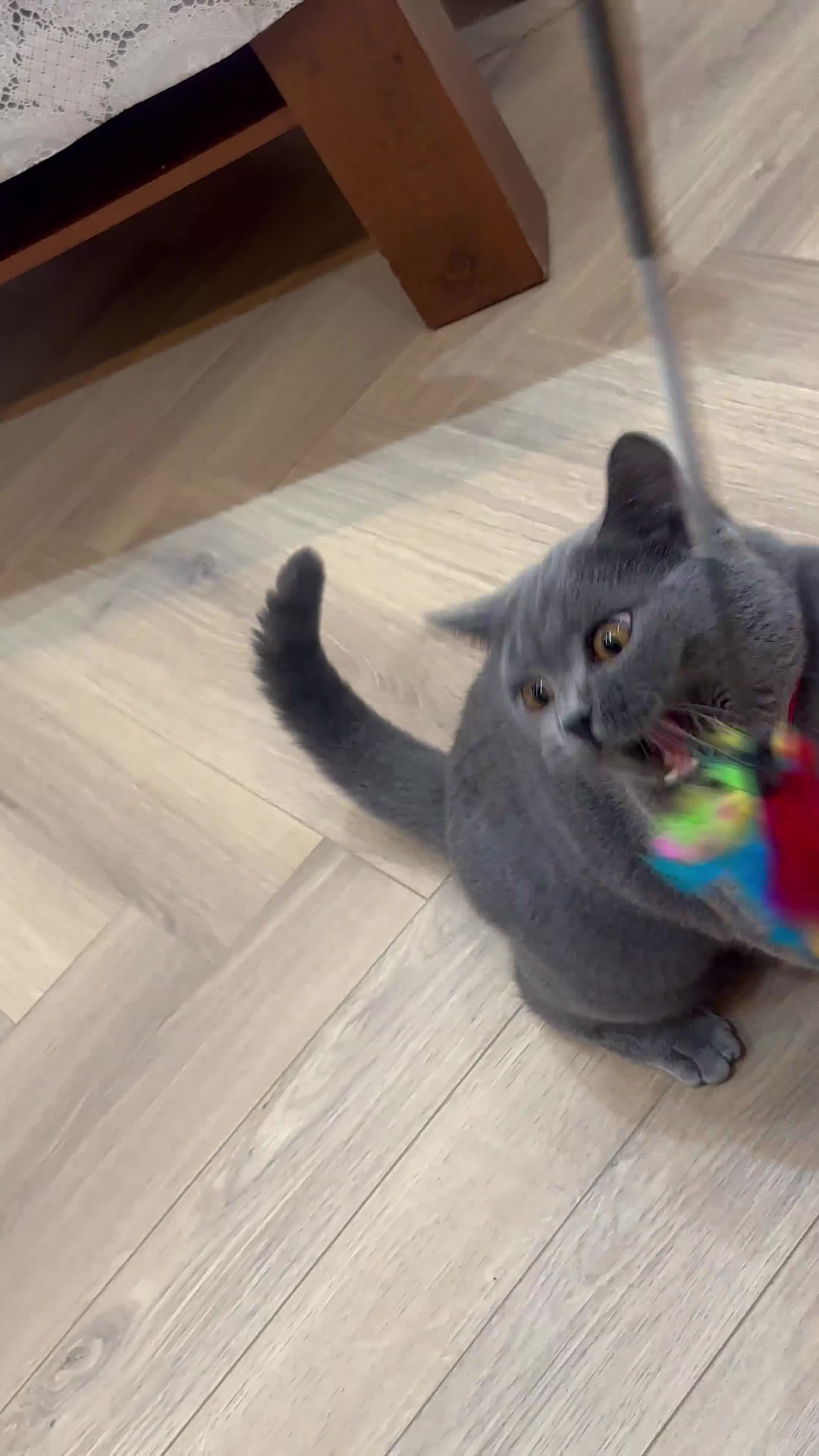 British Shorthair cats for sale: British short hair - Video 3