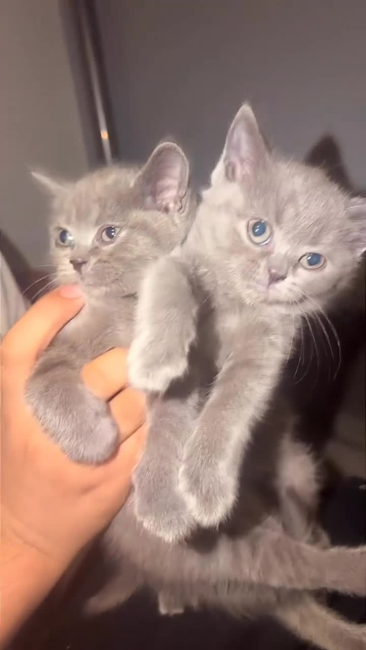 British Shorthair cats for sale: PREMIUM BRITISH SHORTHAIR KITTENS AVAILABLE - Video 2