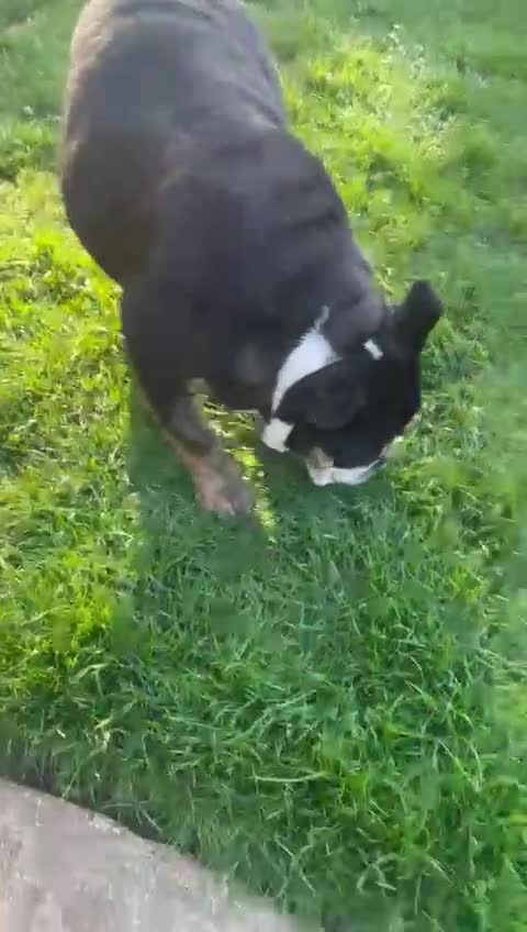 English Bulldog dogs for sale: English bulldog girl  - Video 2