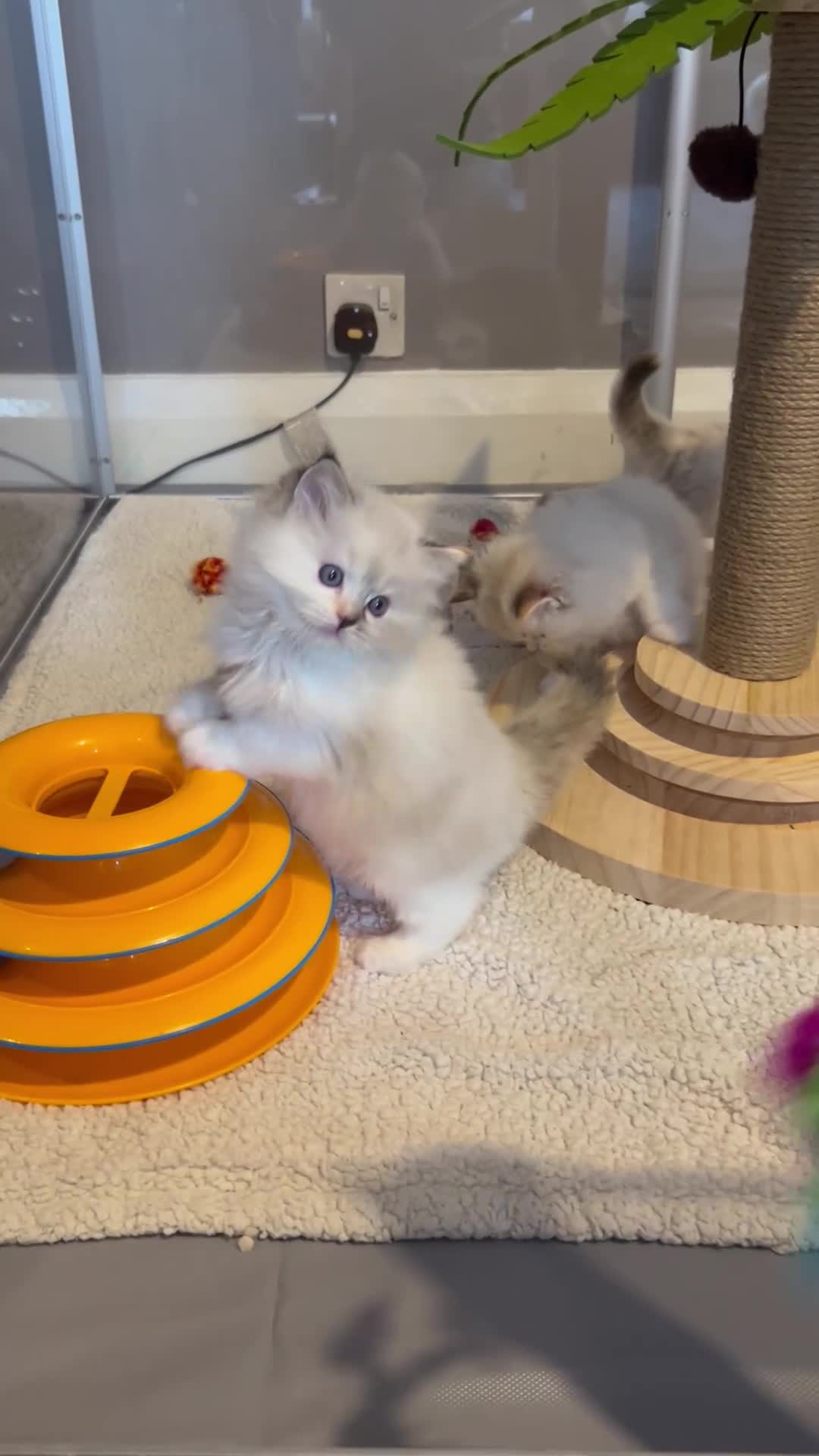 Ragdoll cats for sale: Stunning Ragdoll kitten SHOW/BREEDING -GCCF   - Video 2