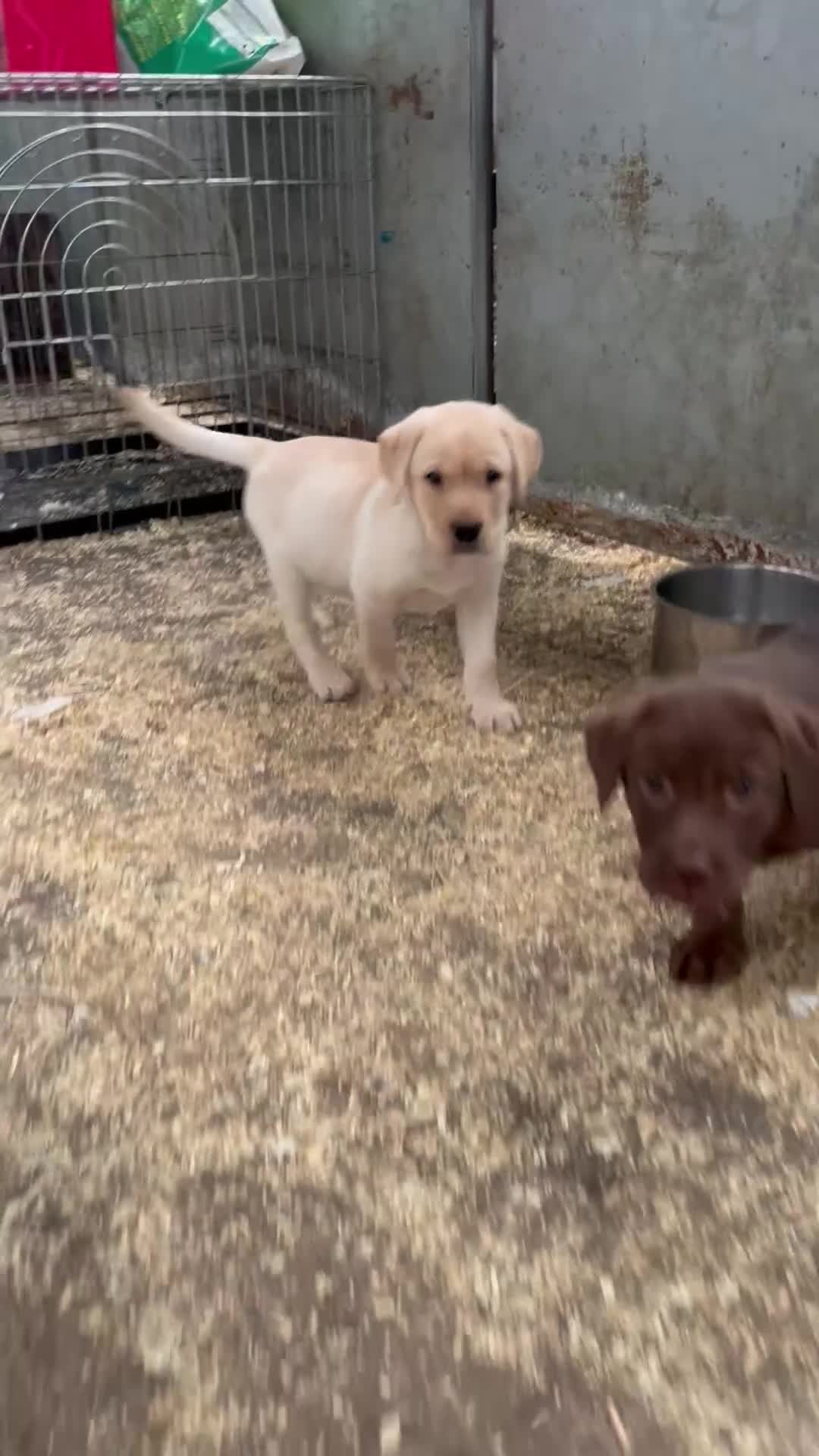 Labrador Retriever dogs for sale: **Stunning Yellow KC registered Pup** - Video 1