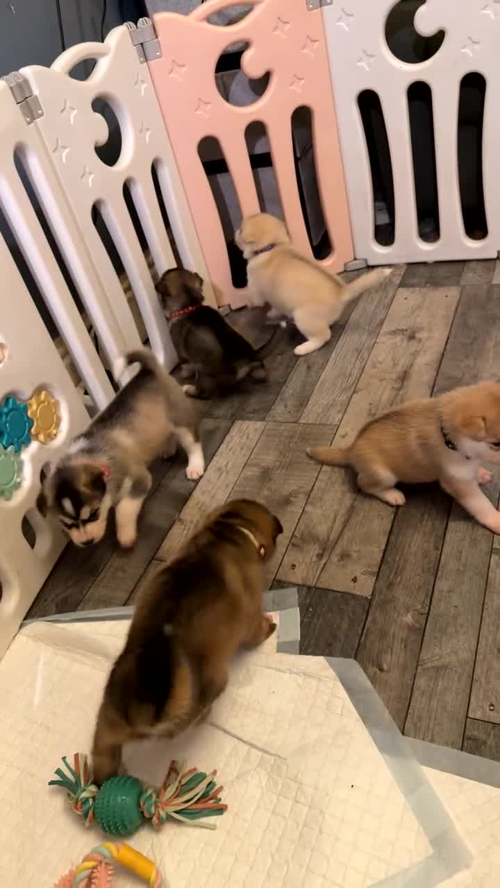 Siberian Husky dogs for sale: Gorgeous husky puppies - Video 4