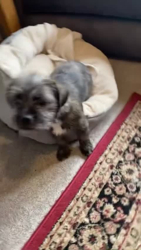 Mixed Breed dogs for sale: Girl Shihtzu cross breed  - Video 1
