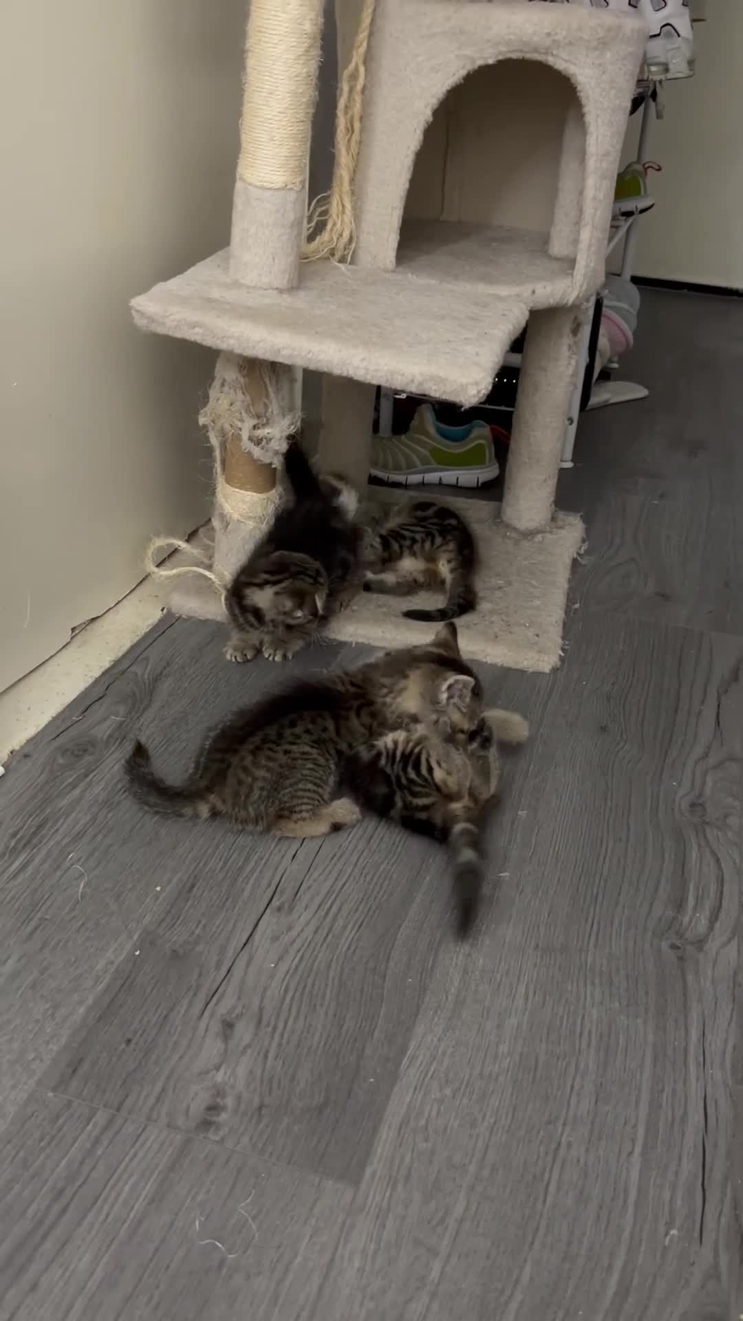 Scottish Fold cats for sale: Scottish Fold x British Short Hair Kittens - Video 2