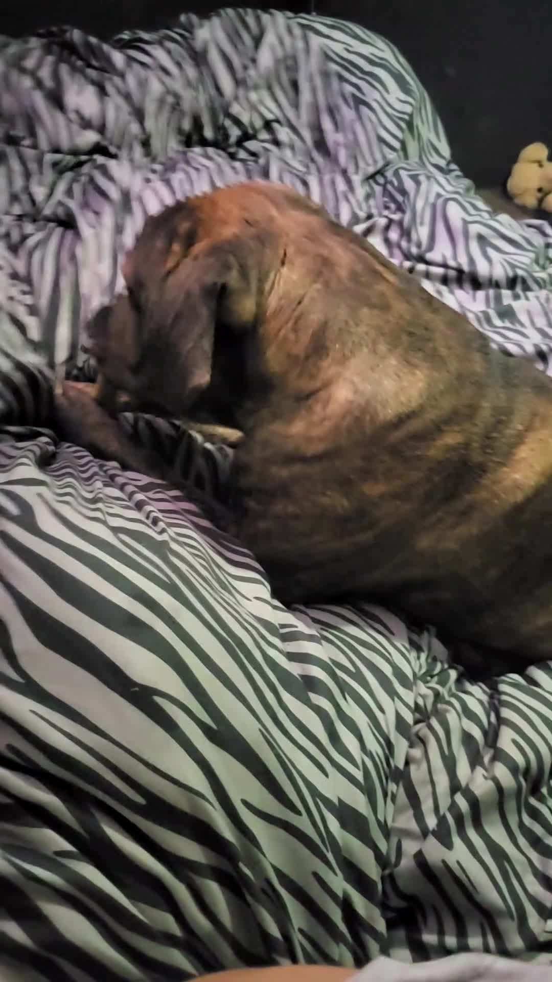 Mixed Breed dogs for sale: 8month old male - Video 1