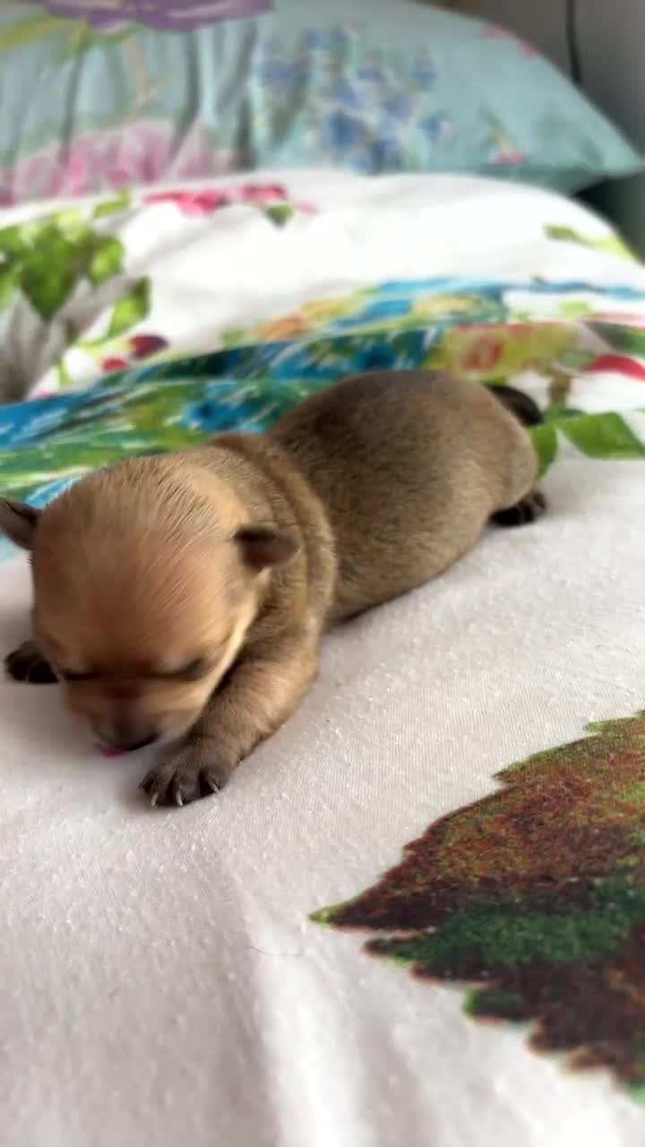 Chihuahua dogs for sale: 2 female chihuahua puppies  - Video 1