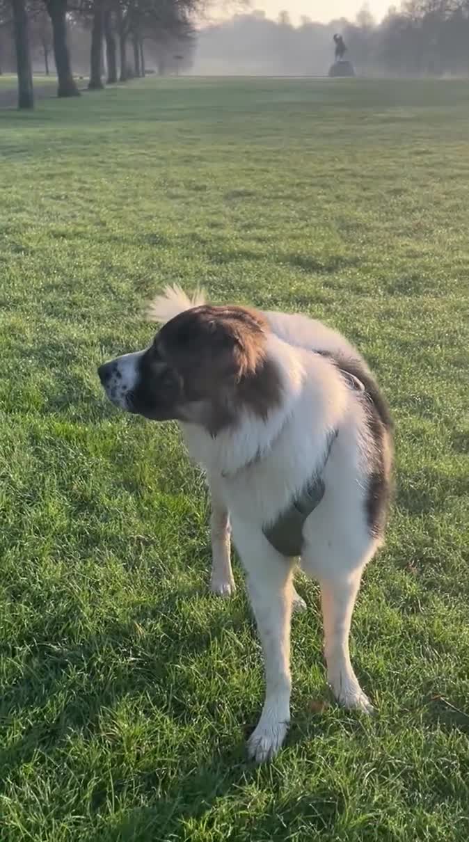 Mixed Breed dogs for sale: Maremma Caucasian Shepherd cross - Video 5