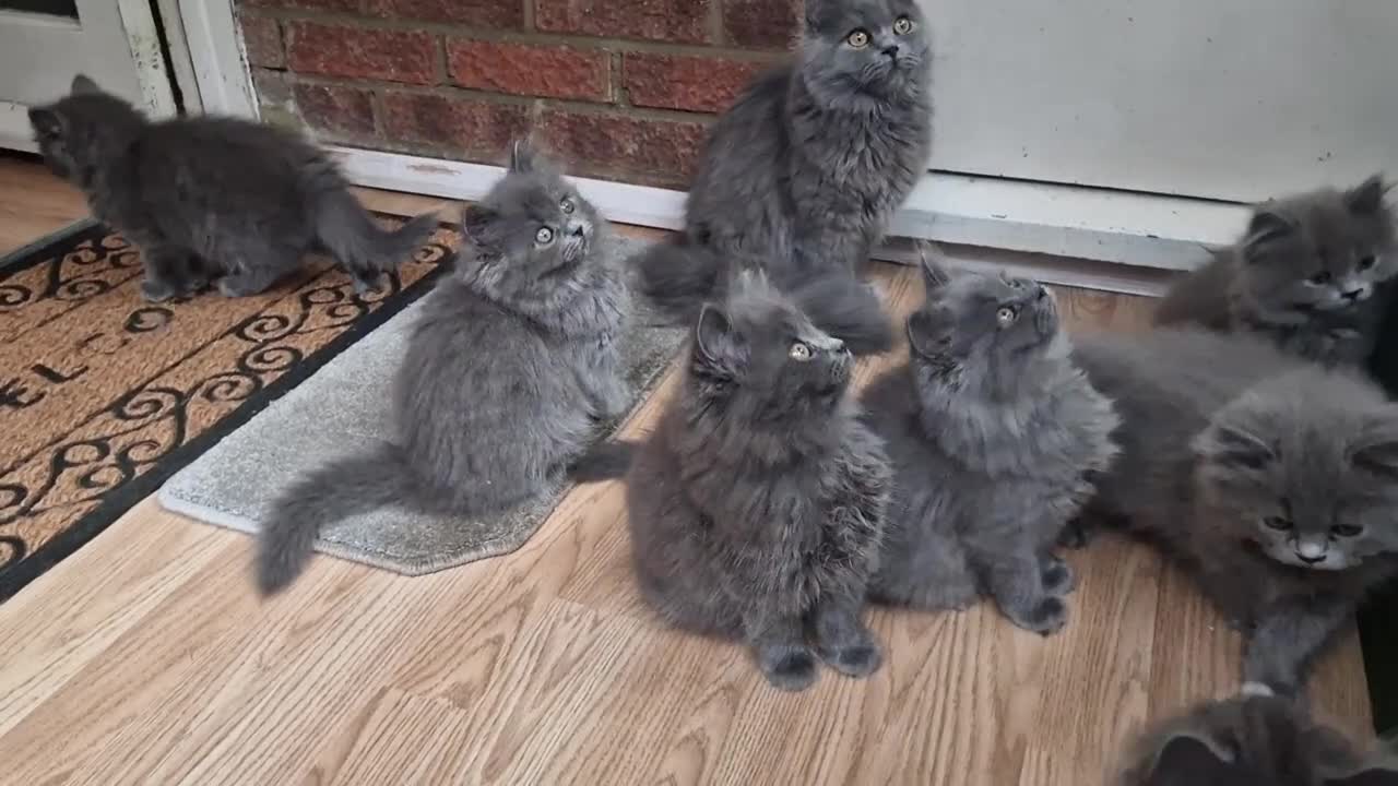 British Longhair cats for sale: Gorgeous British Blue longhair kittens - Video 1