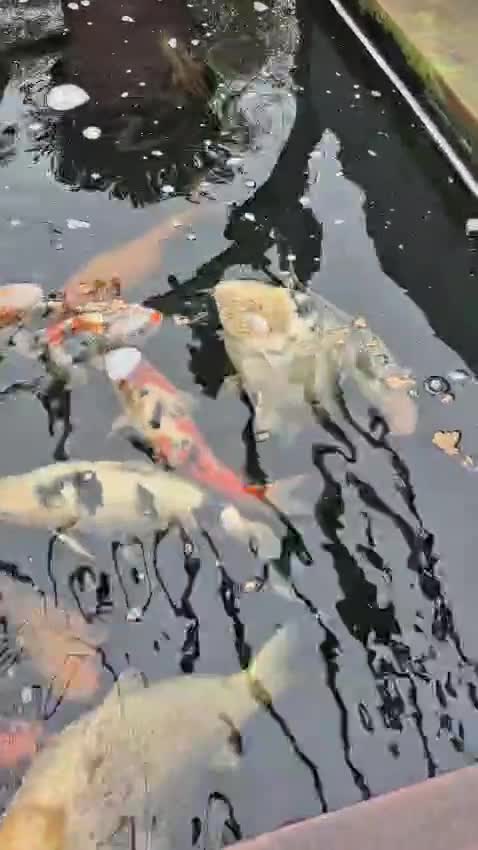 Koi Carp fish for sale: Pond Fish  - Video 1