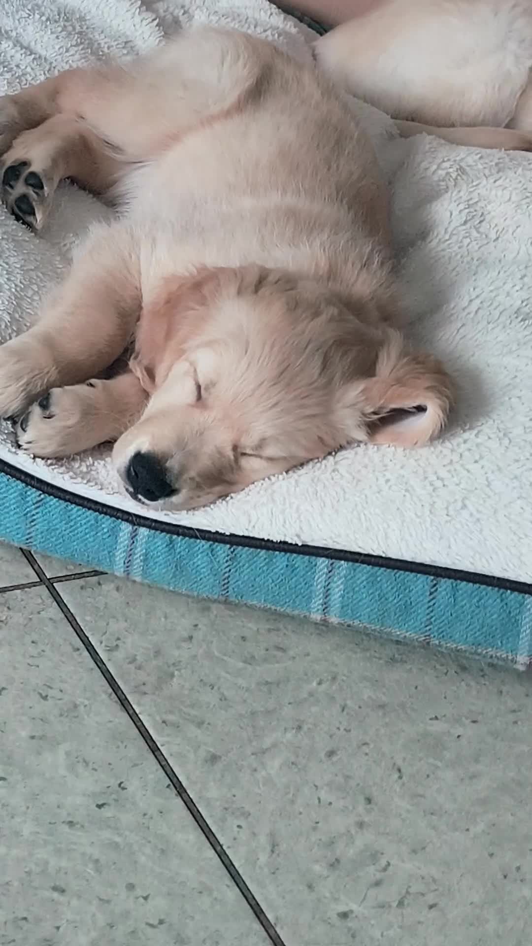 Golden Retriever dogs for sale: 🐶Golden retriever puppy  - Video 1