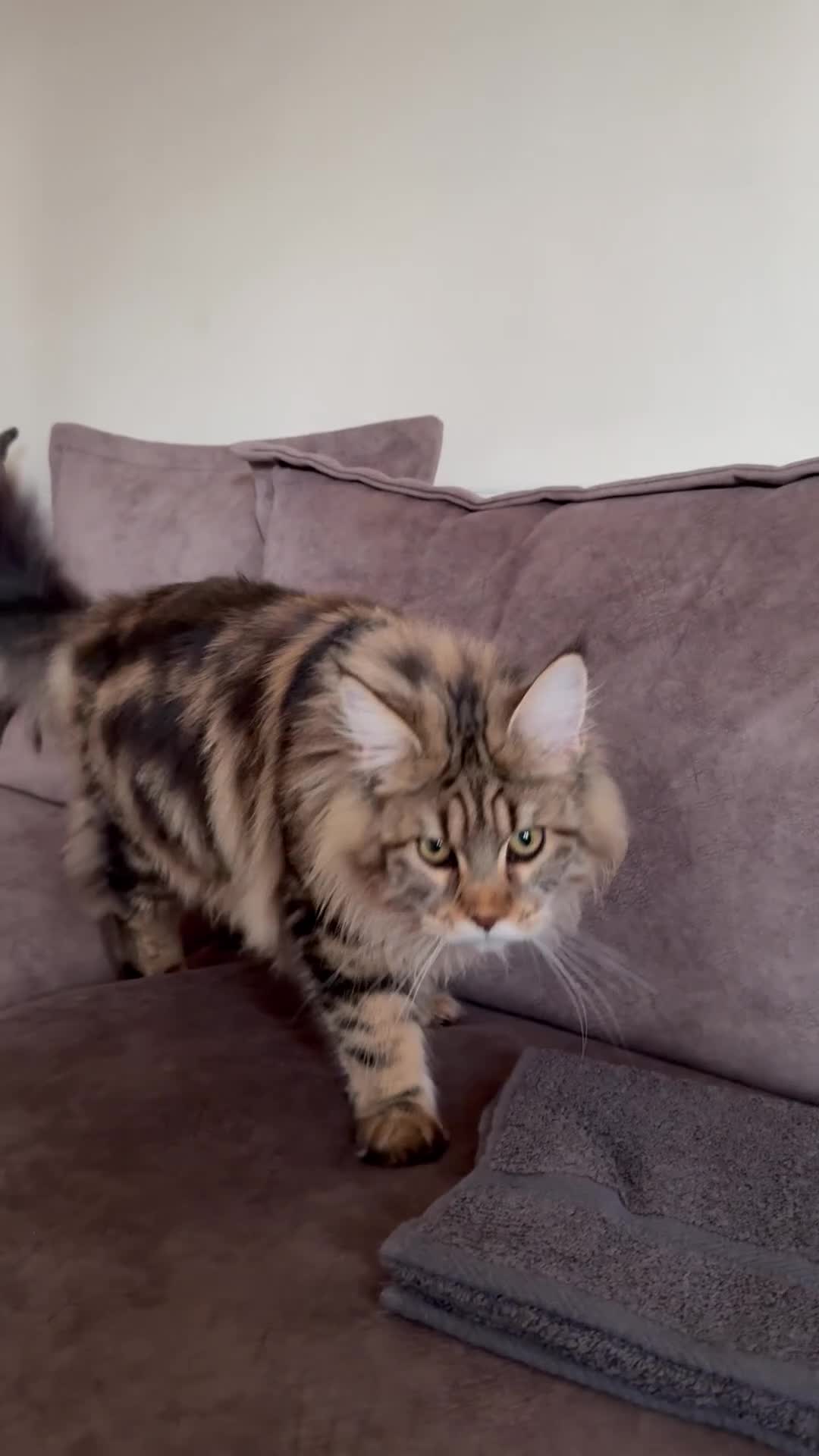 Maine Coon cats for sale: XL Russian Cubs 💙 - Video 1