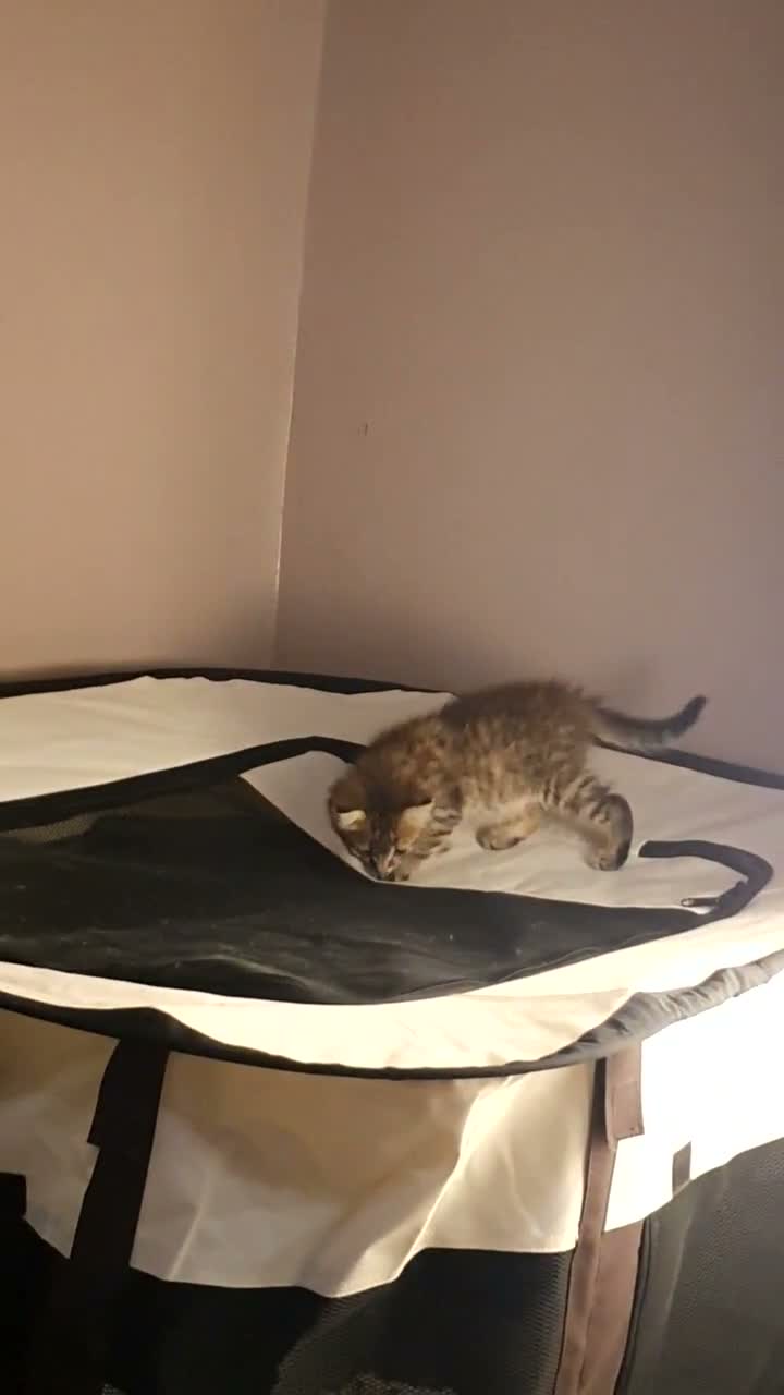 Mixed Breed cats for sale: Adorable Tabby Girl and Black & white Boy  - Video 2