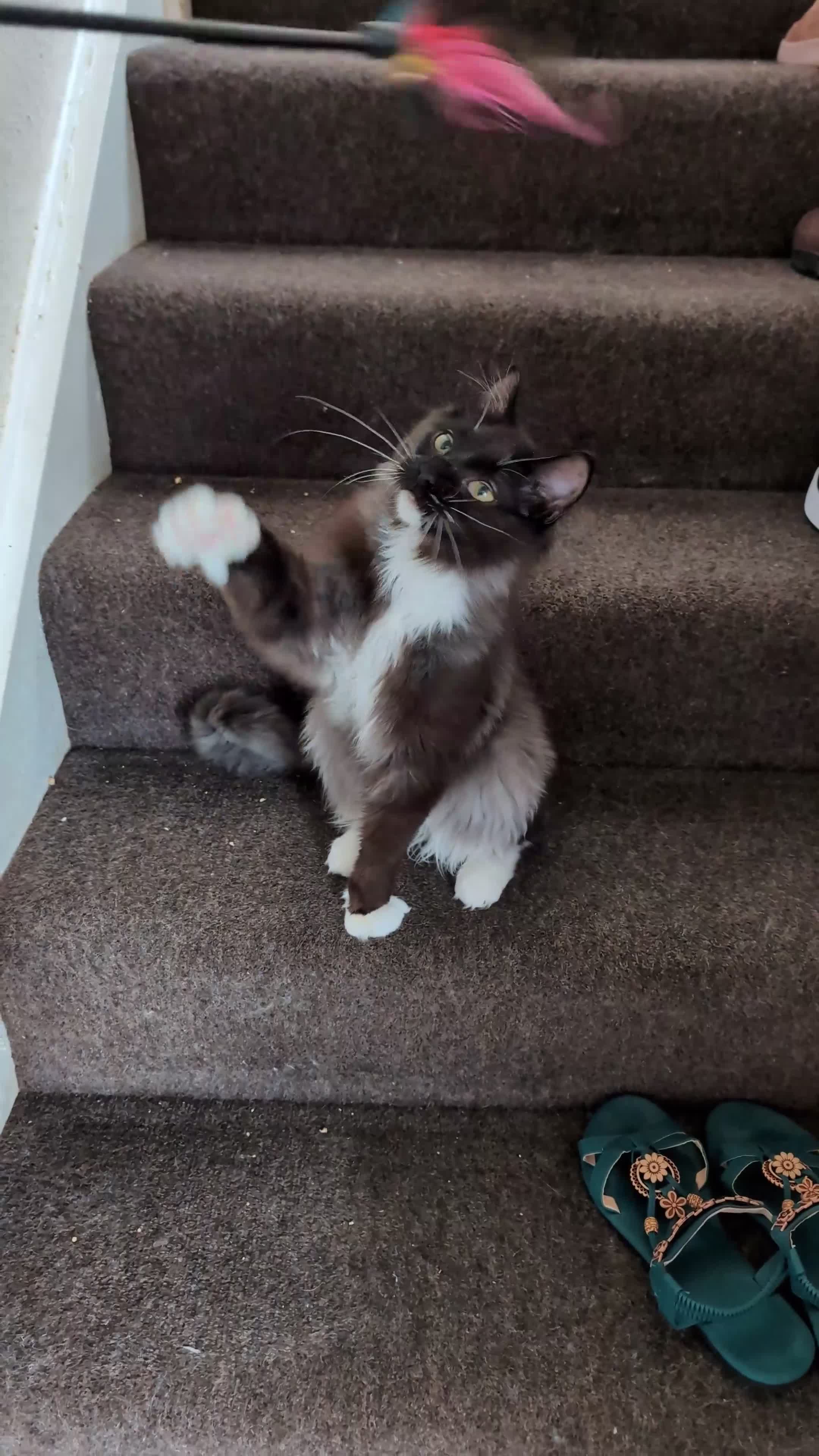 Ragdoll cats for sale: Gorgeous Tuxedo Smoke Ragdoll Cross Boy - Video 1