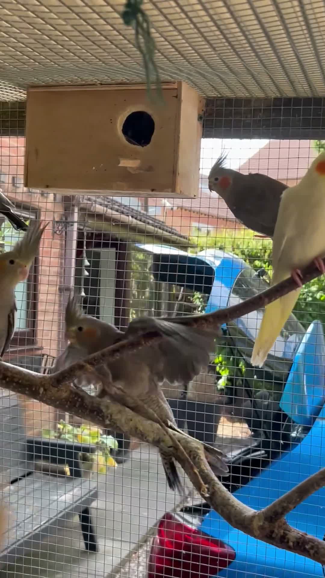 Cockatiels birds for sale: Baby Cockatiel’s in Ilkeston - Video 1